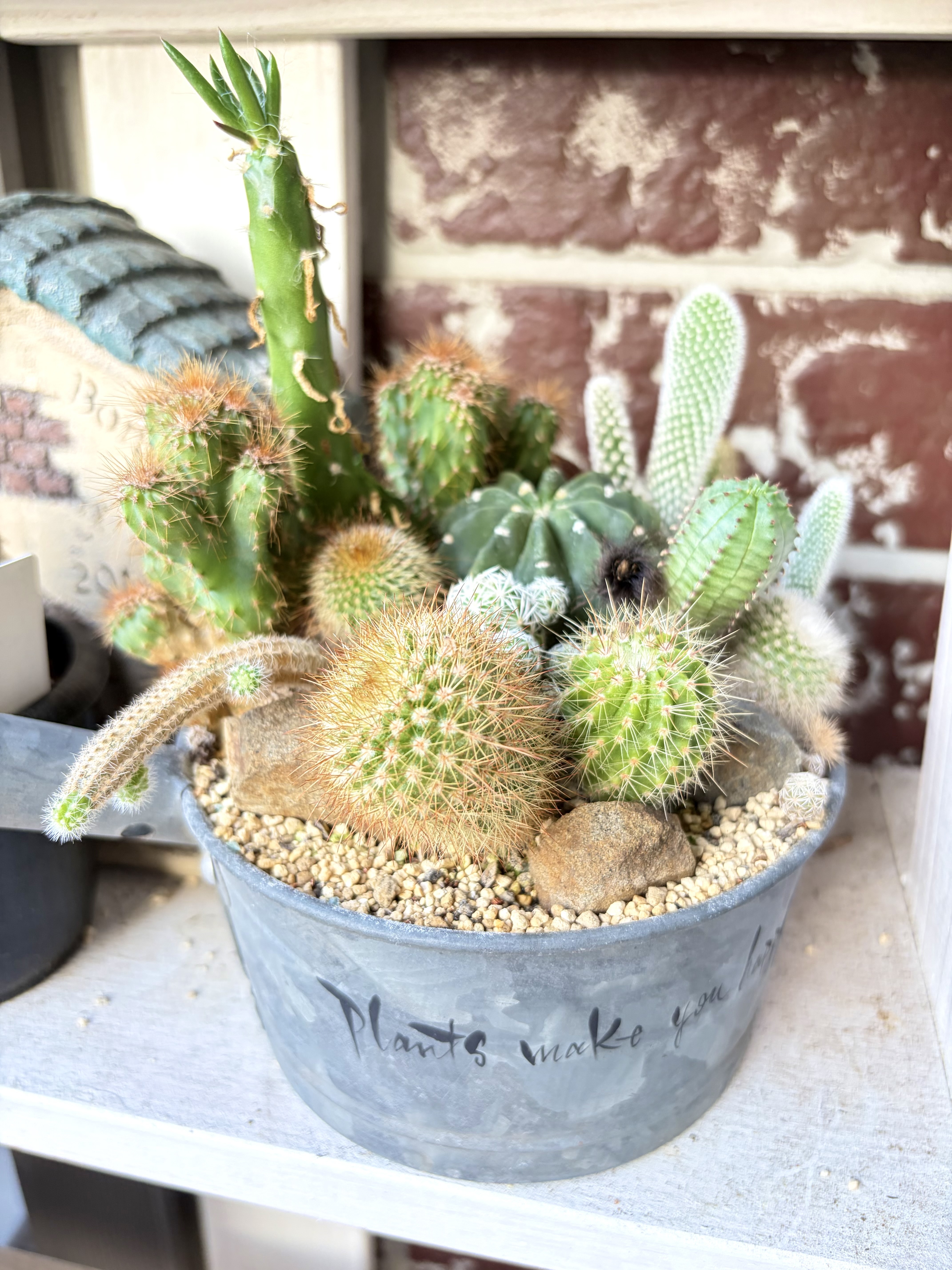 サボテン寄せ植え🌵 | CAINZ DIY Square