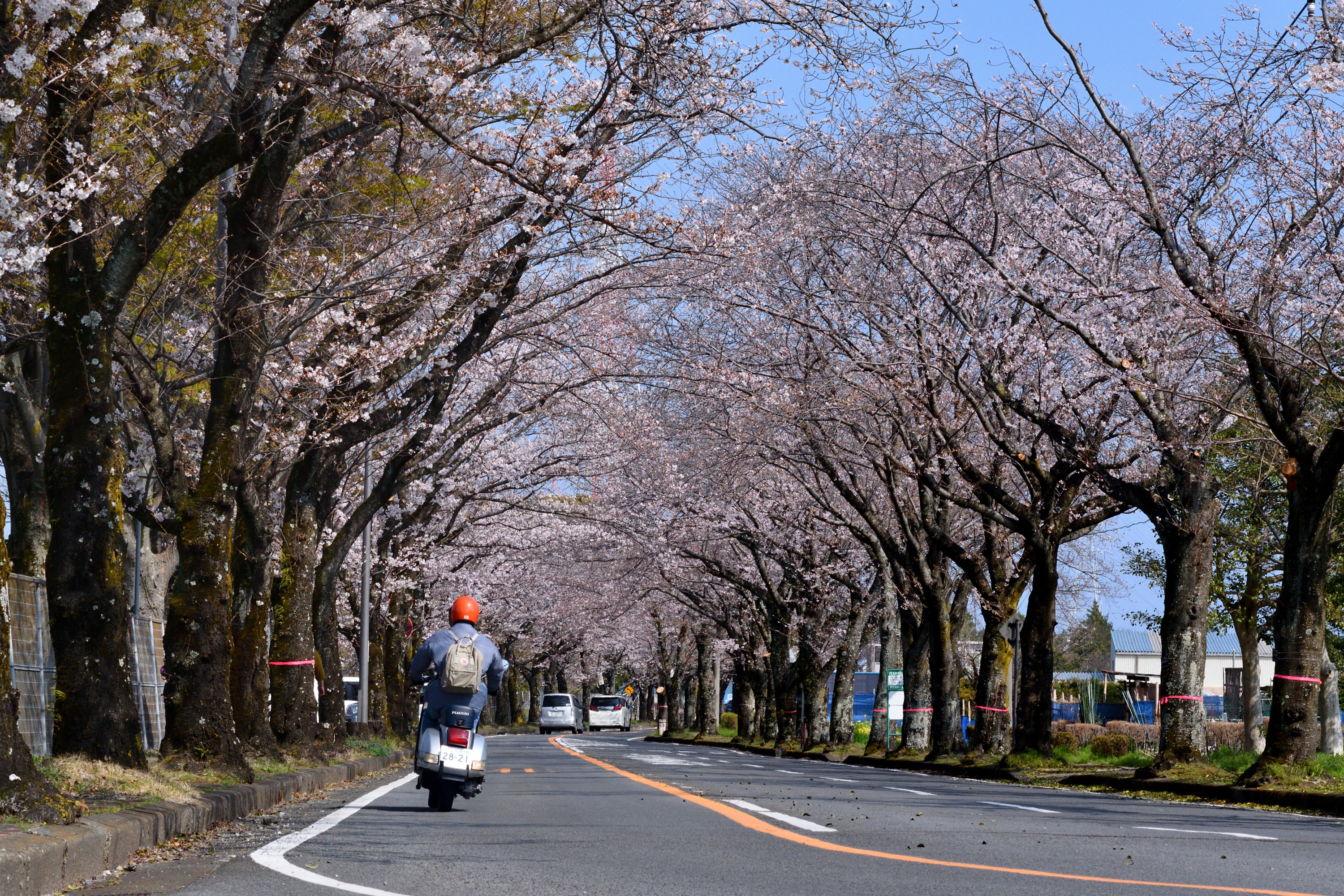 春風フォト：春風を感じながら | PHOTO HUB by nikkor club
