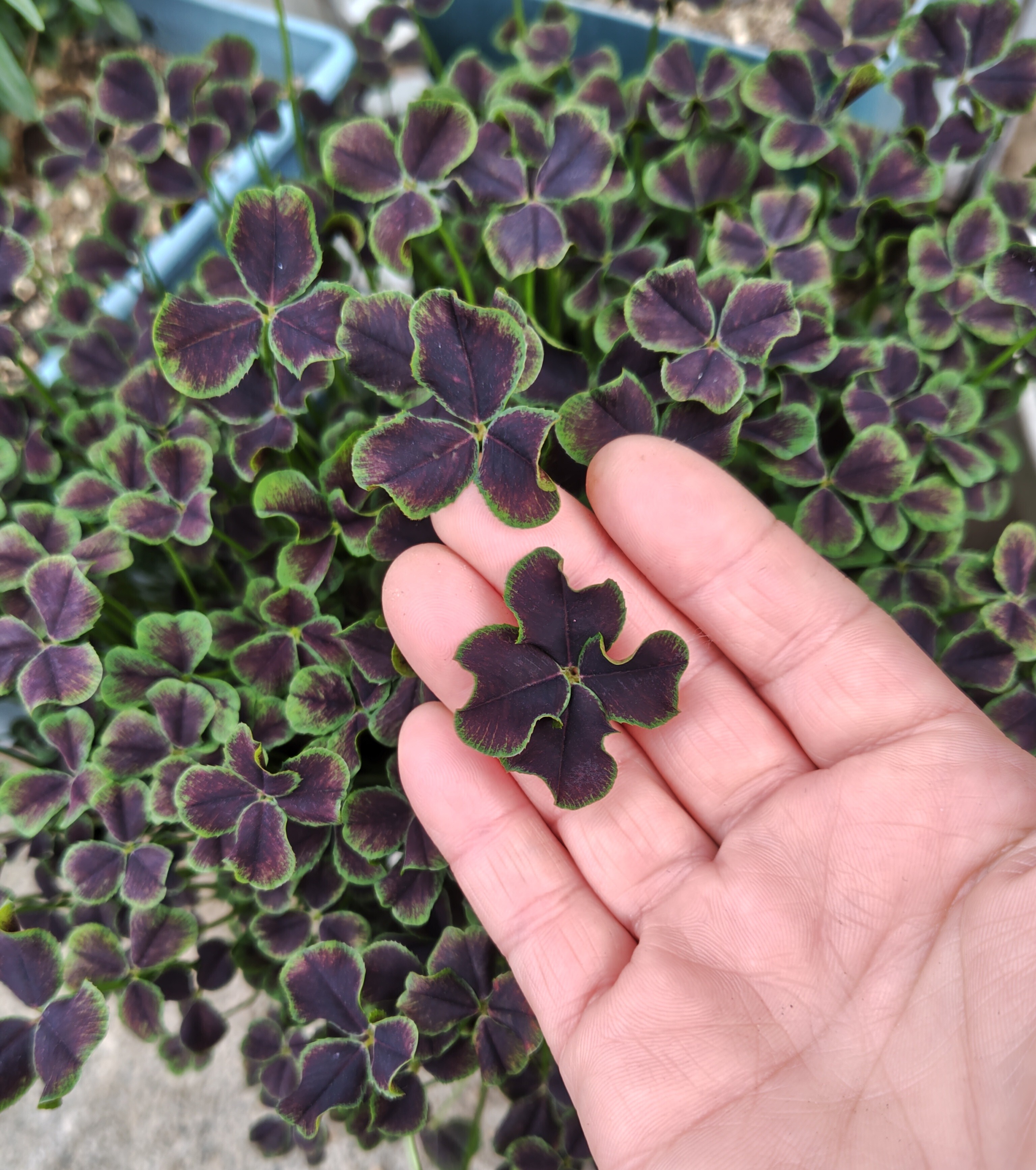 よつ葉のクローバー🍀 | CAINZ DIY Square