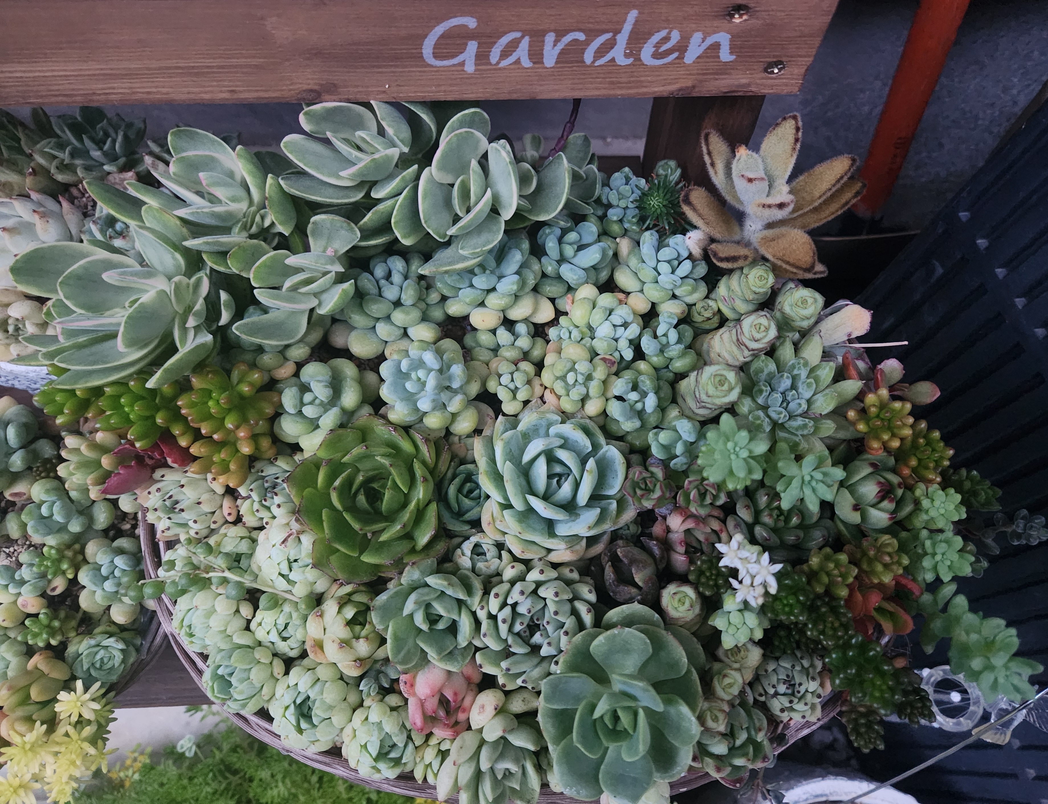 多肉の寄せ植え | CAINZ DIY Square