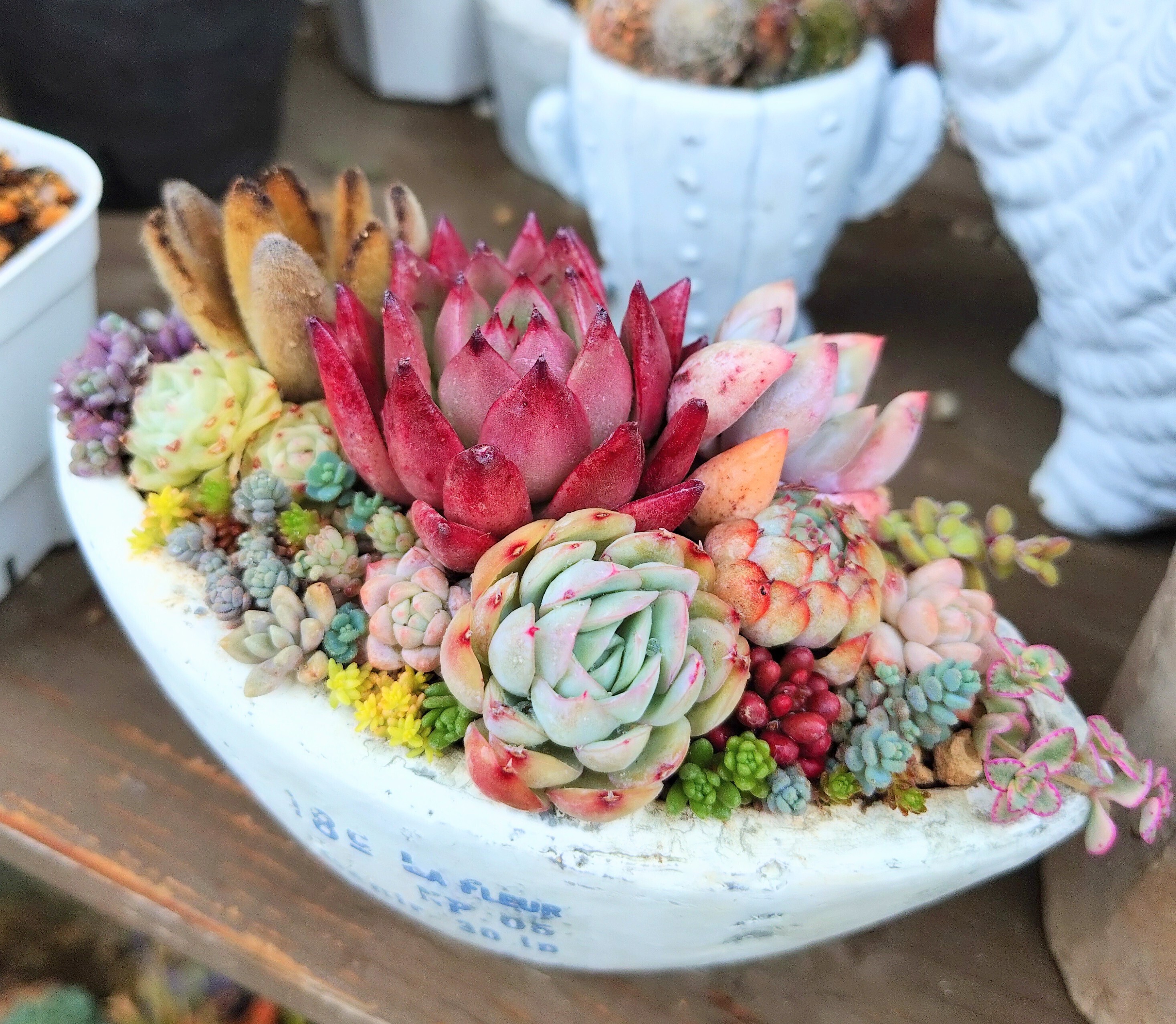 多肉植物寄植え | CAINZ DIY Square