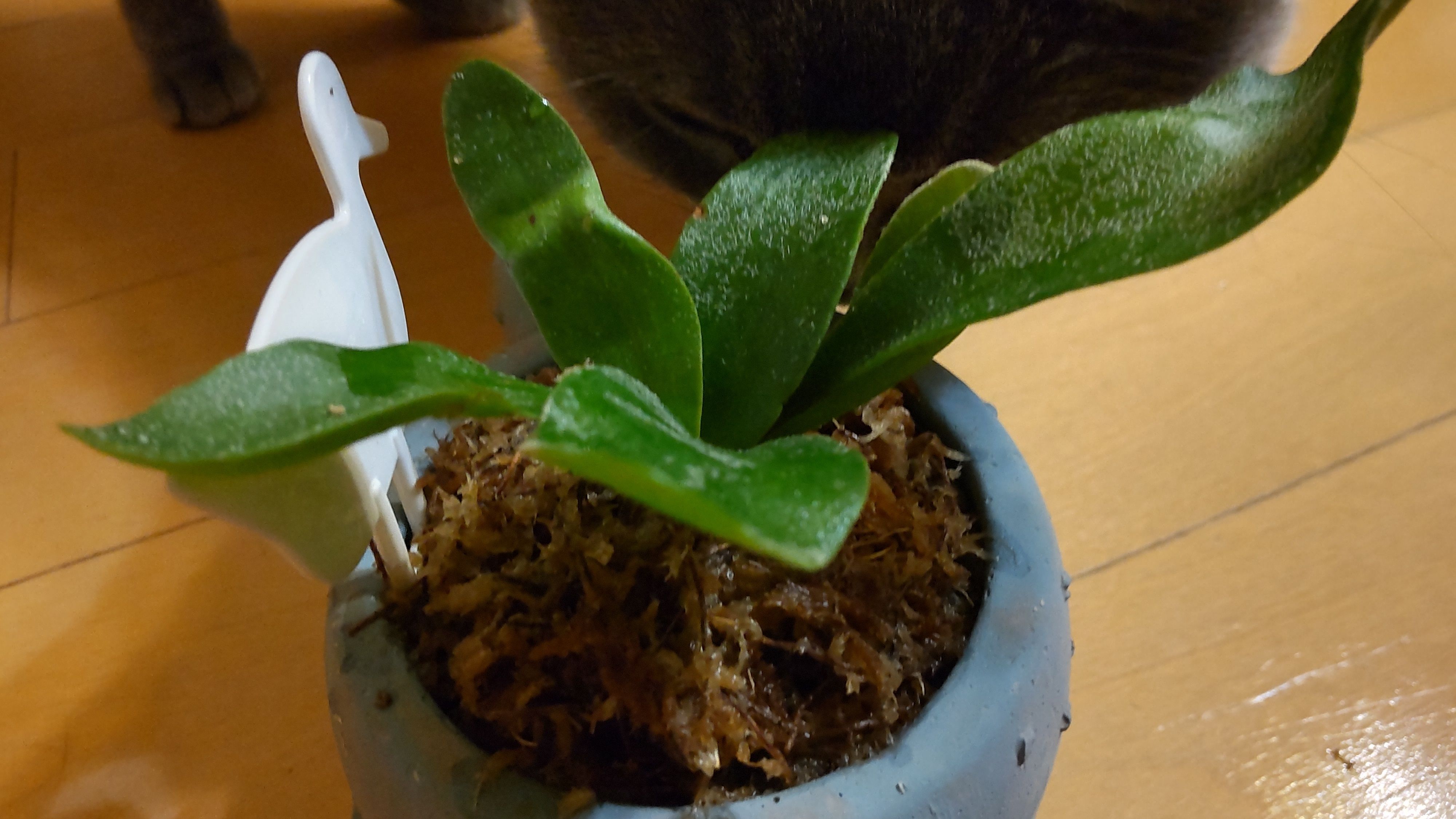 コウモリランの植え替え | CAINZ DIY Square