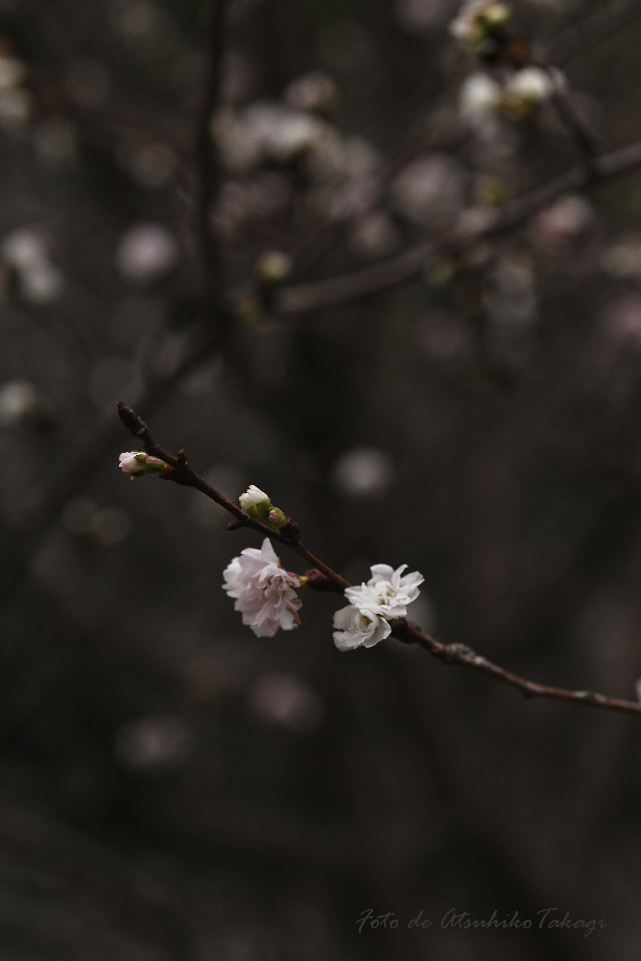 花の谷の十月桜（大阪・鶴見緑地） | PHOTO HUB by nikkor club