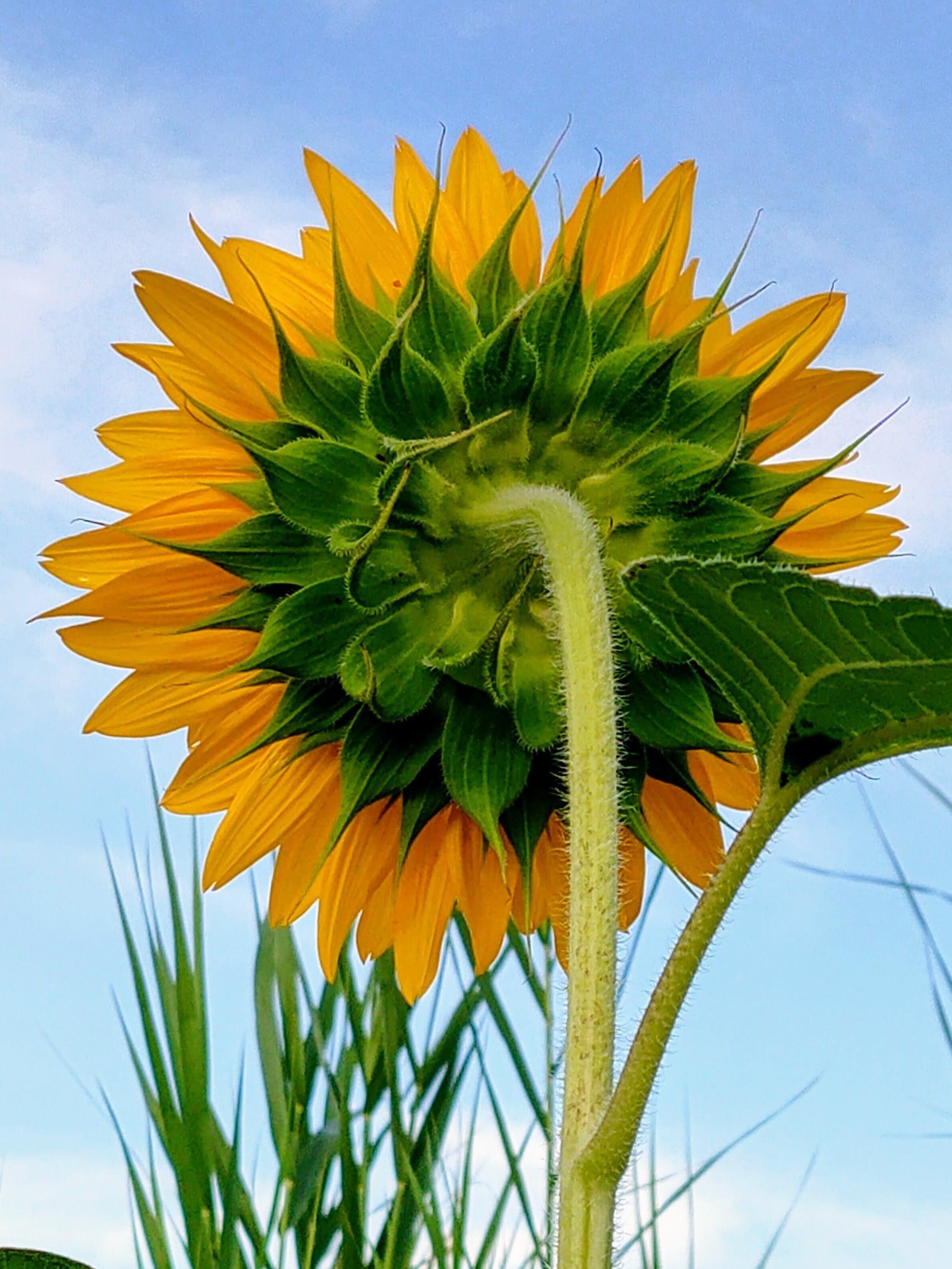 優しいタッチのひまわり68×98 🌻ひまわり🌻 | TORQUE STYLE