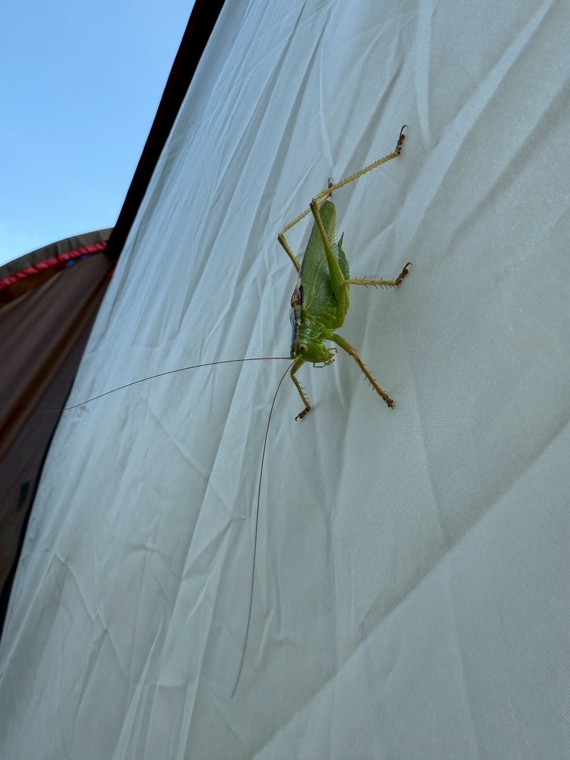 バッタくん テント🏕️の壁に張り付くバッタくん | スバ学＜SUBARU公式ファン
