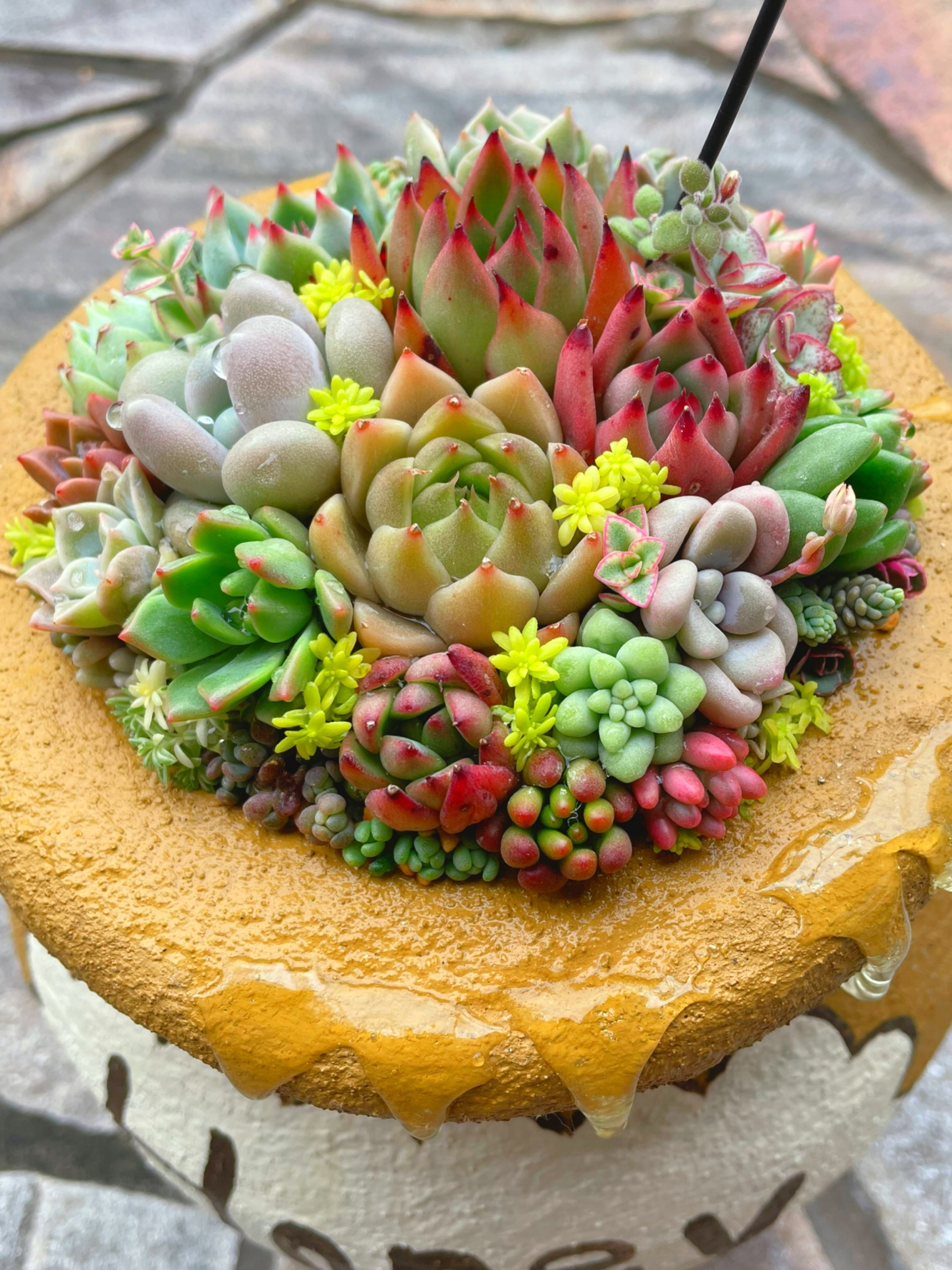 ハニーポット鉢に多肉寄せ植え✨ | CAINZ DIY Square
