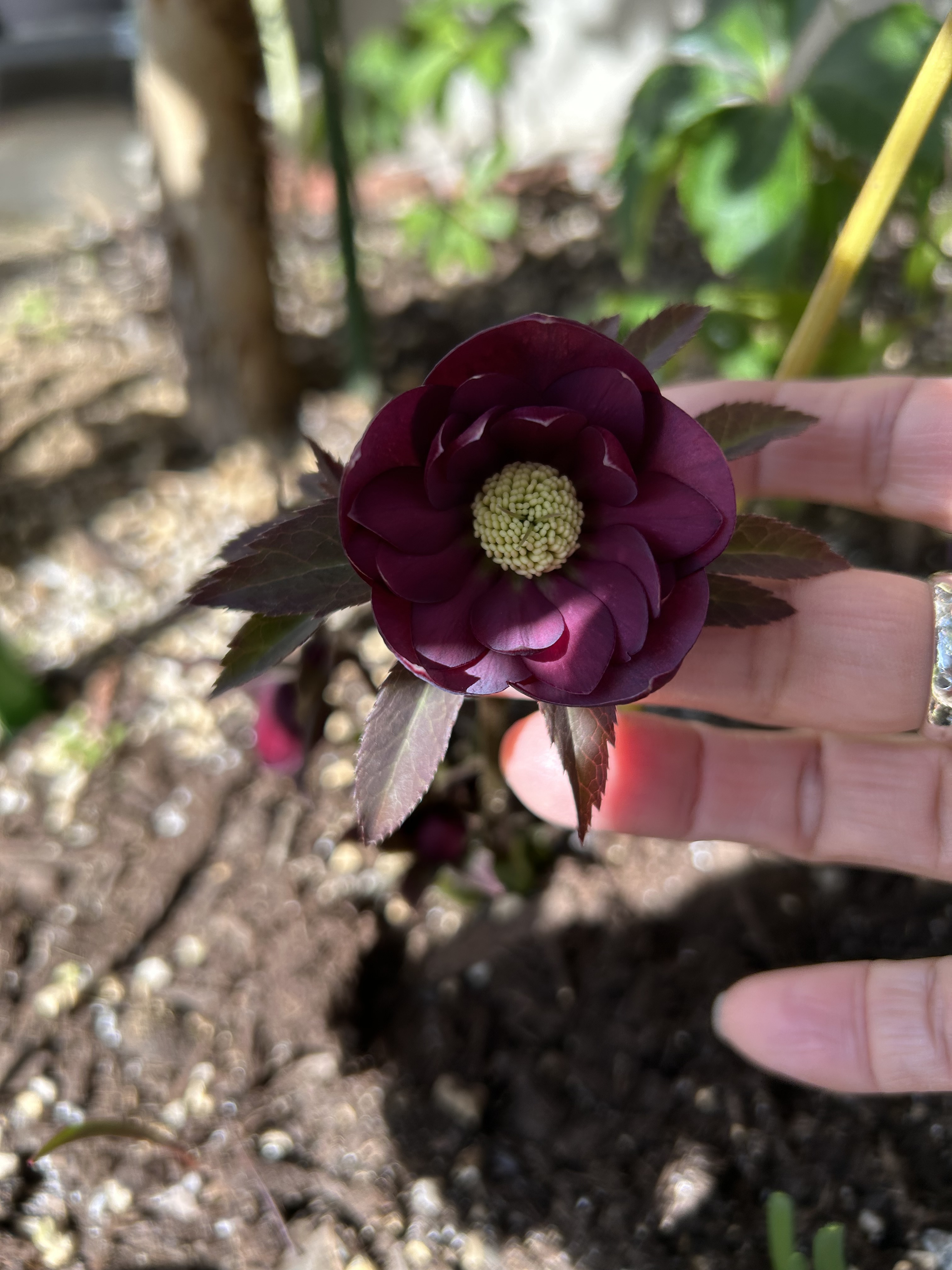 クリスマスローズ 寒牡丹 | CAINZ DIY Square