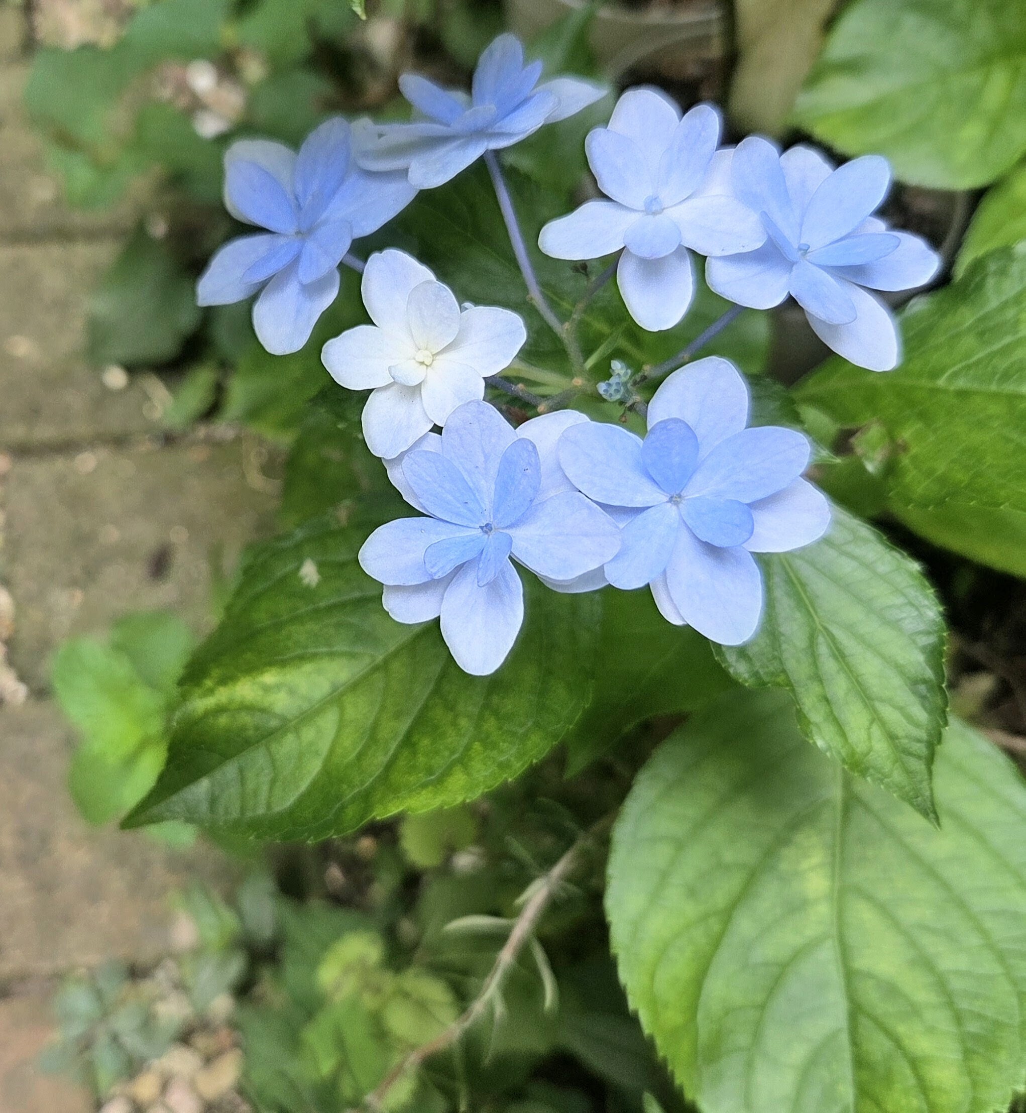 【花水木様】専用・2点同時購入特割特価〈青×2袋（2/2）〉 水色の紫陽花🩵🤍🌿 | CAINZ DIY Square
