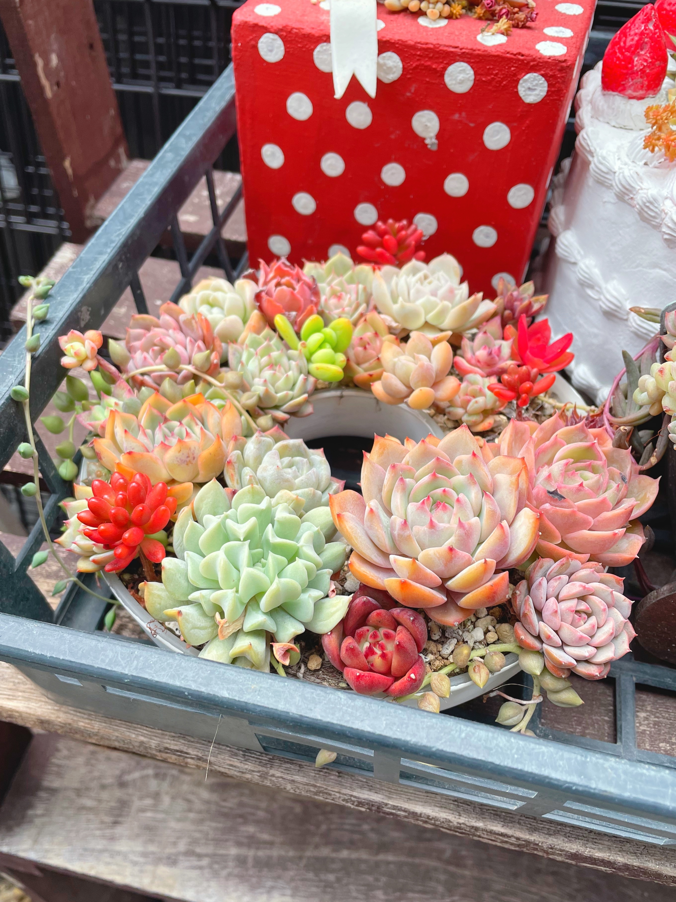 多肉リース✨ | CAINZ DIY Square