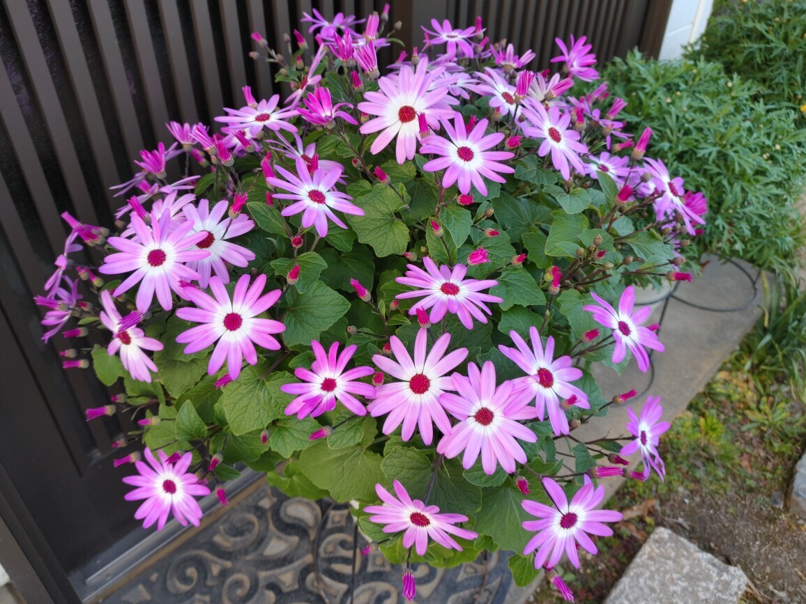 秋苗セネッティ🌼 | SUNSUNガーデン