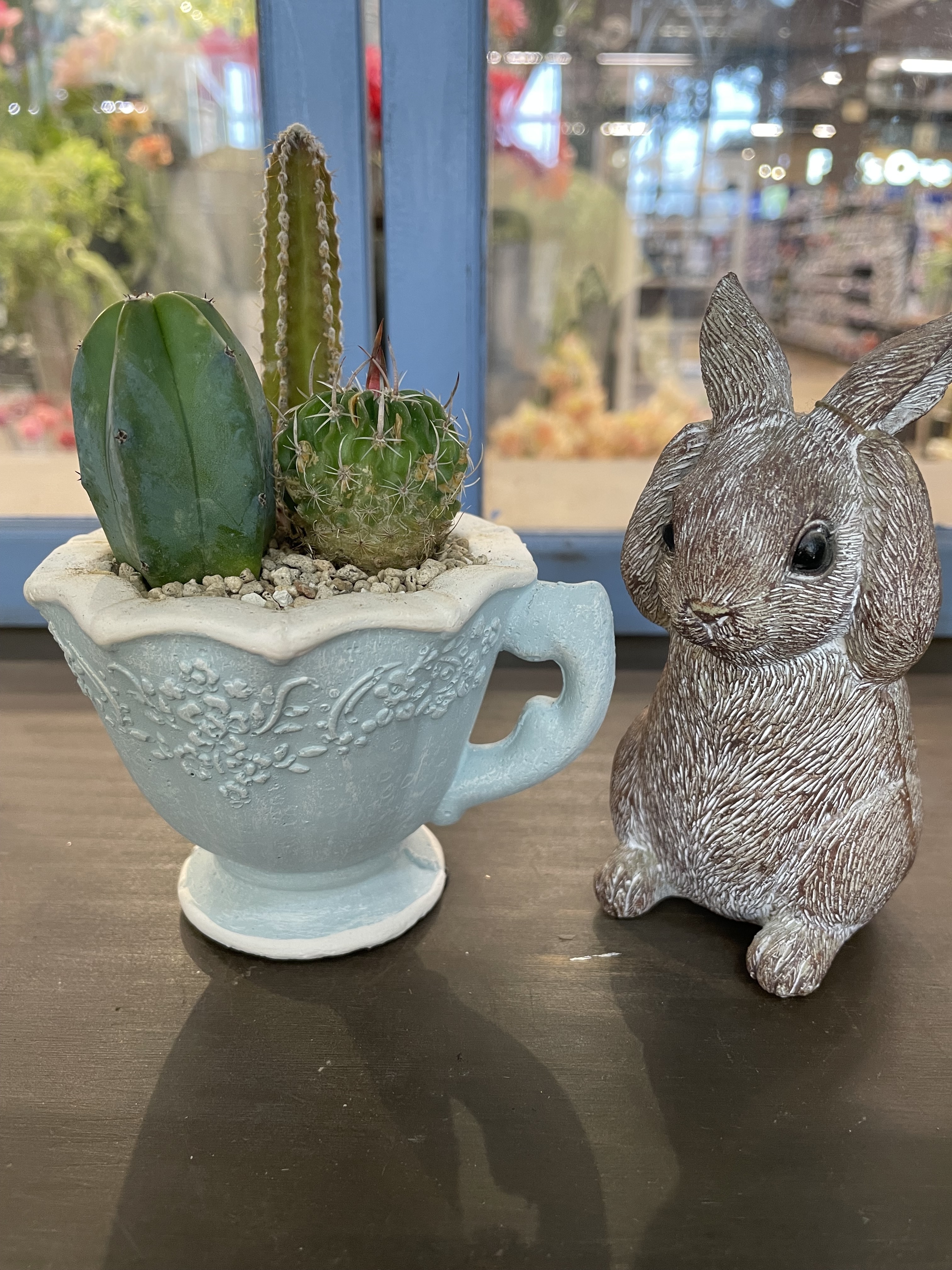 かわいい容器にサボテンを植えよう🌵 | CAINZ DIY Square