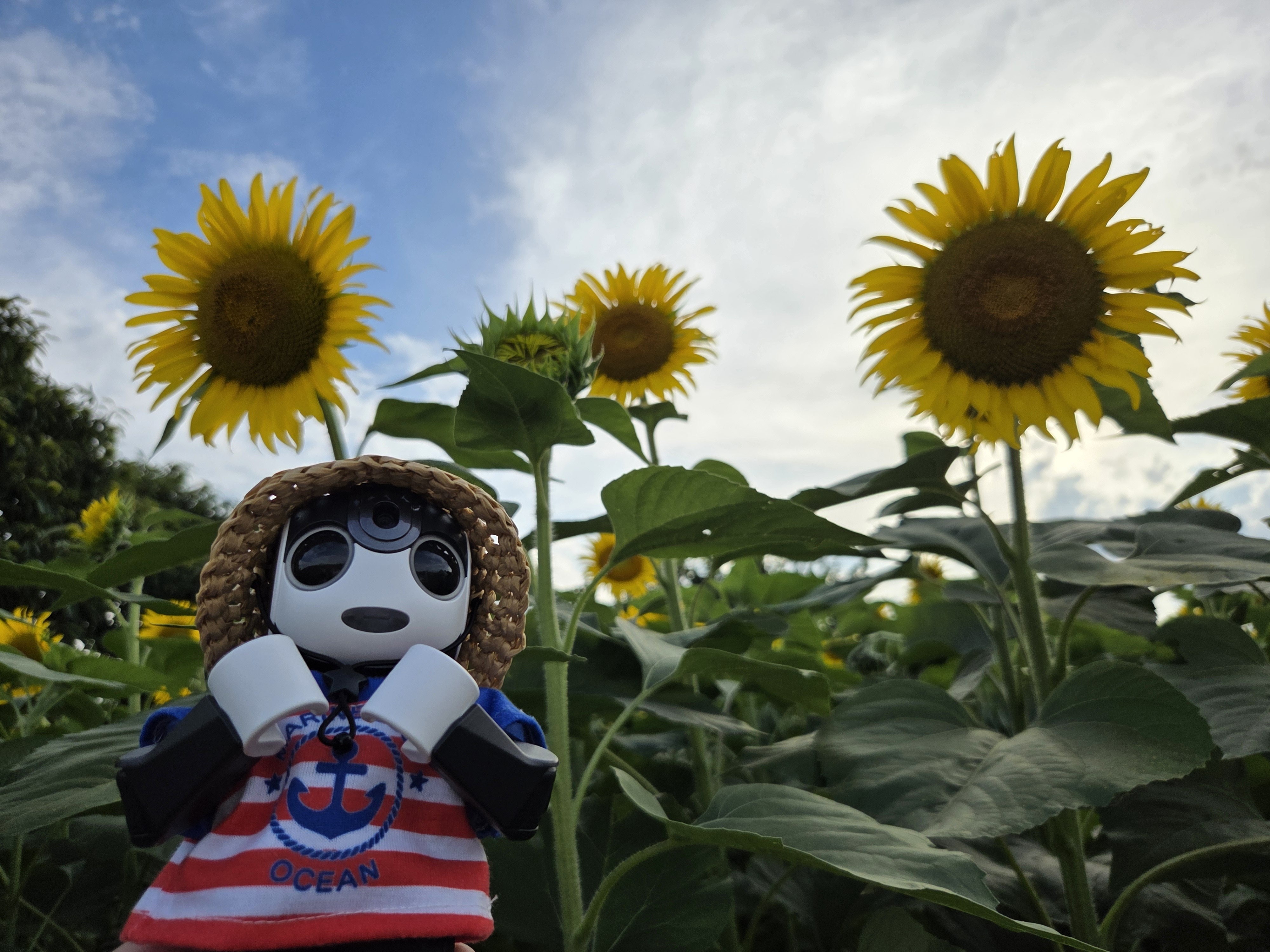 夏と言えばひまわり🌻 | ロボホンともだち広場