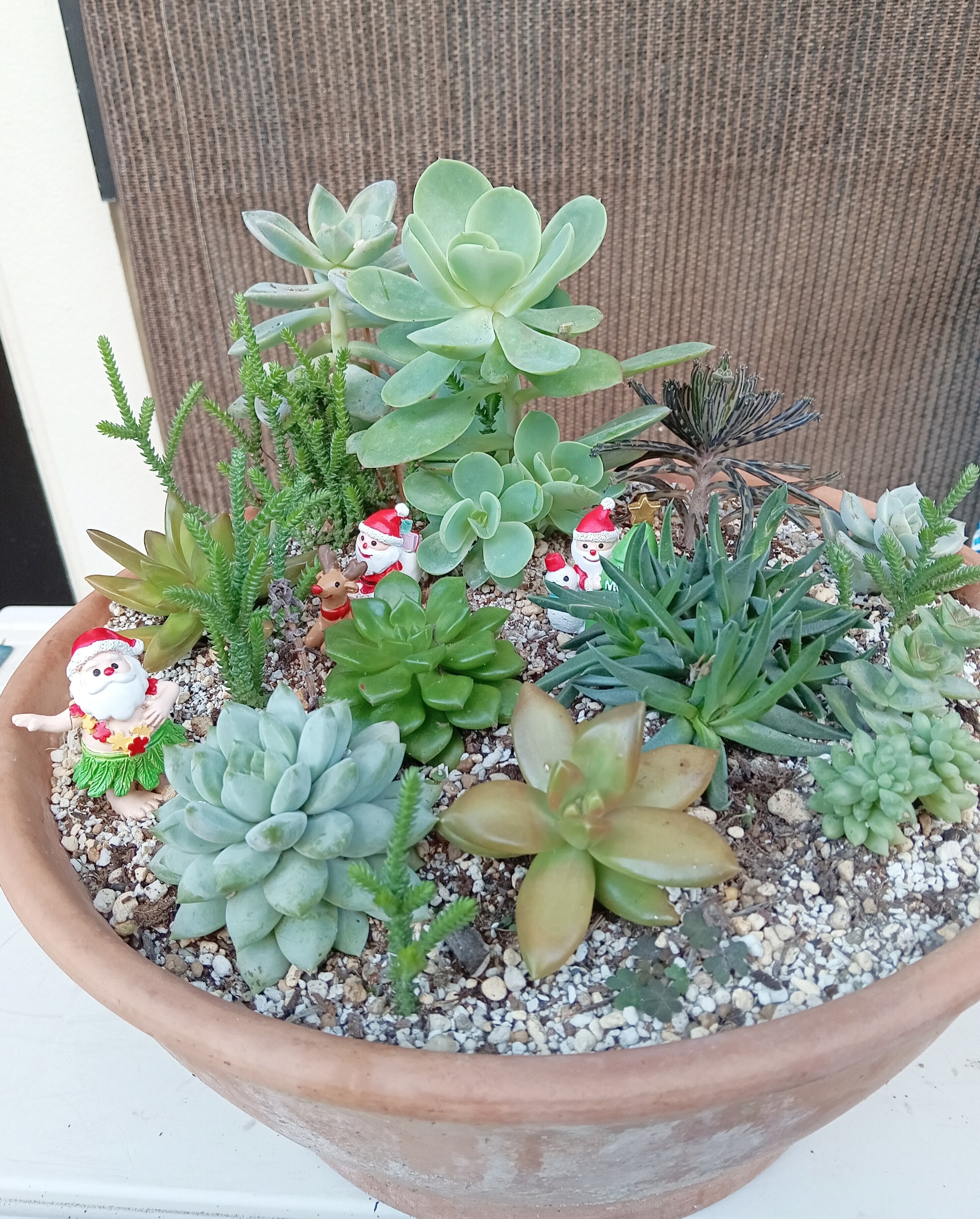 クリスマスバージョン ★このまま飾れる★多肉植物 寄せ植え リトルグリーンメン クリスマスバージョン ☆このまま飾れる☆多肉植物 寄せ植え リトル