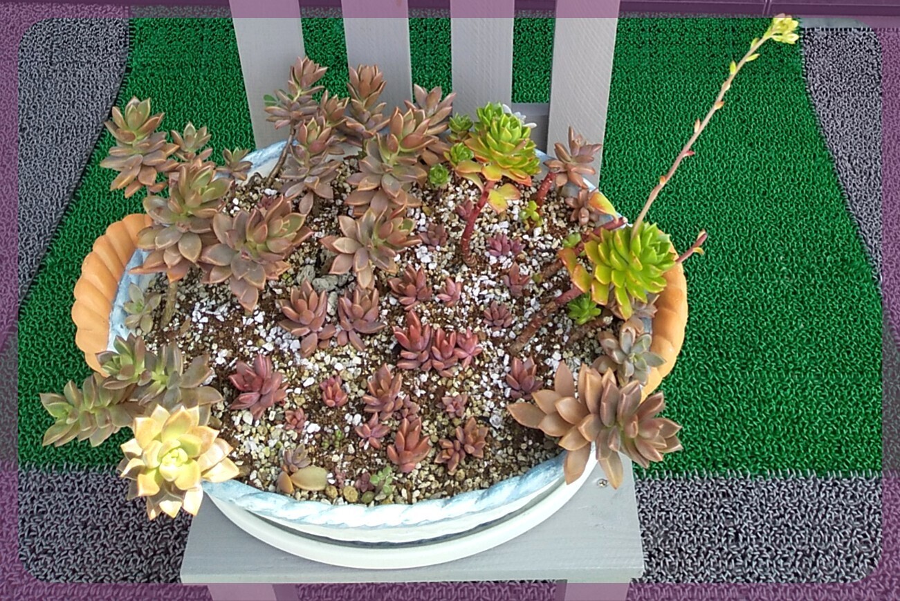 寄せ植えのお手入れ🌱 | CAINZ DIY Square