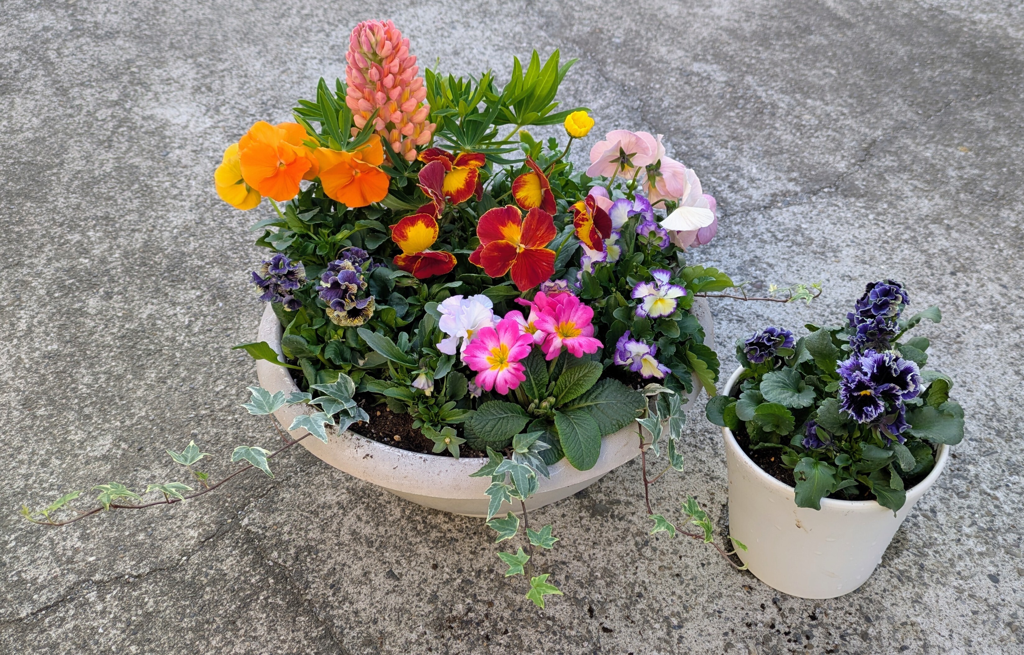 バラエティ花壇セットで寄せ植え🌼 | CAINZ DIY Square