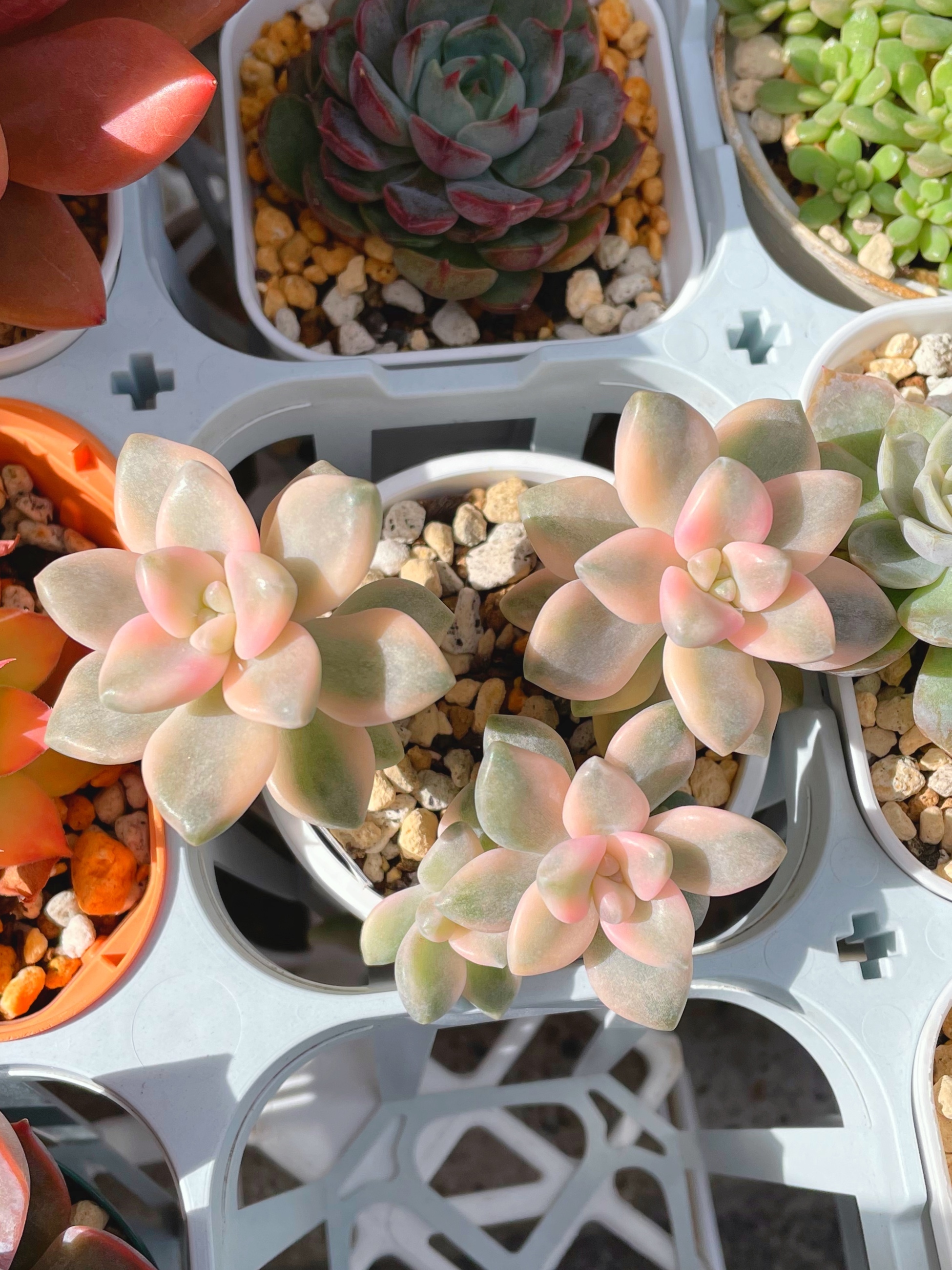 ティテュバンス錦❤️ | CAINZ DIY Square