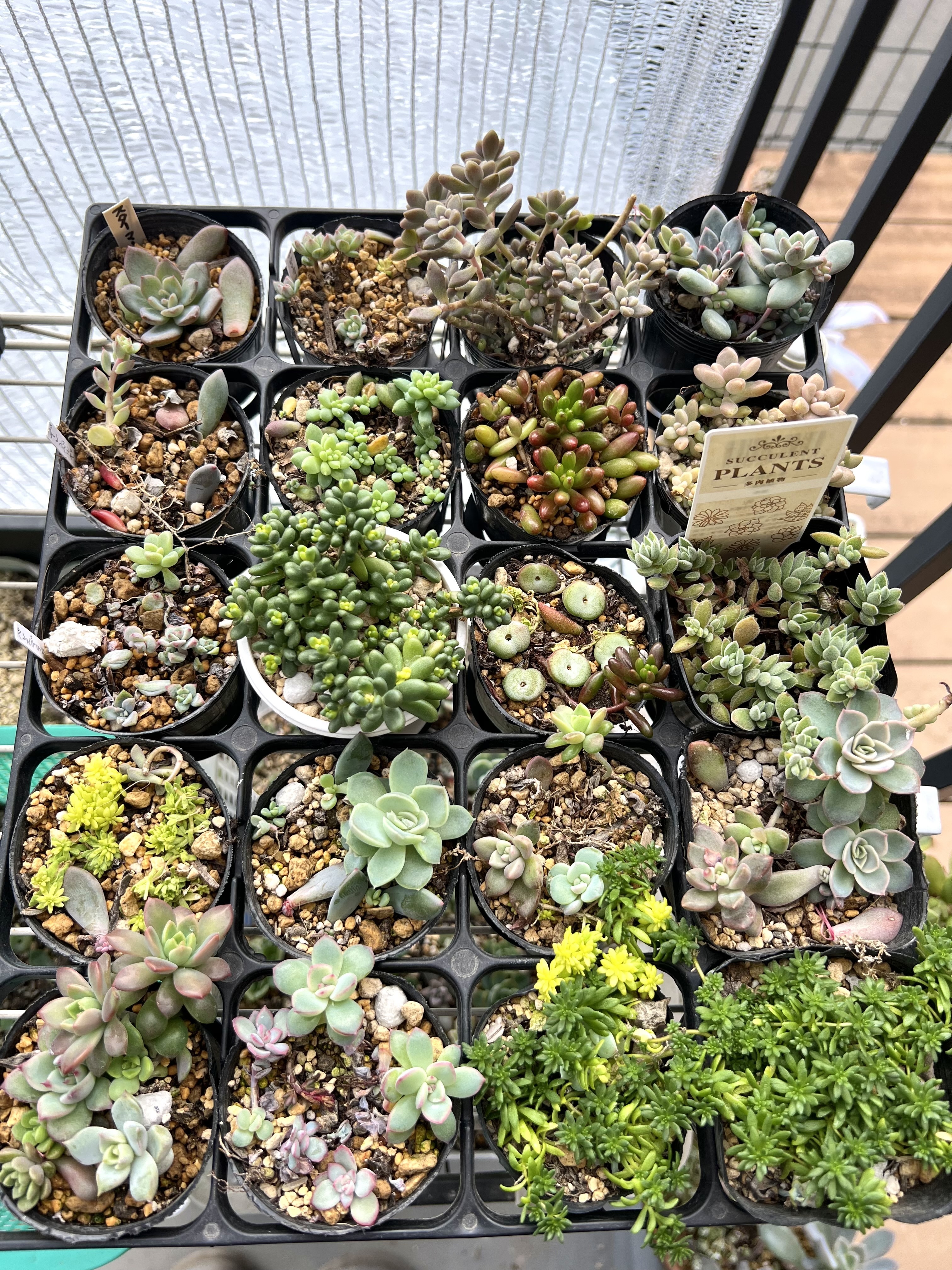 葉挿し苗 | CAINZ DIY Square