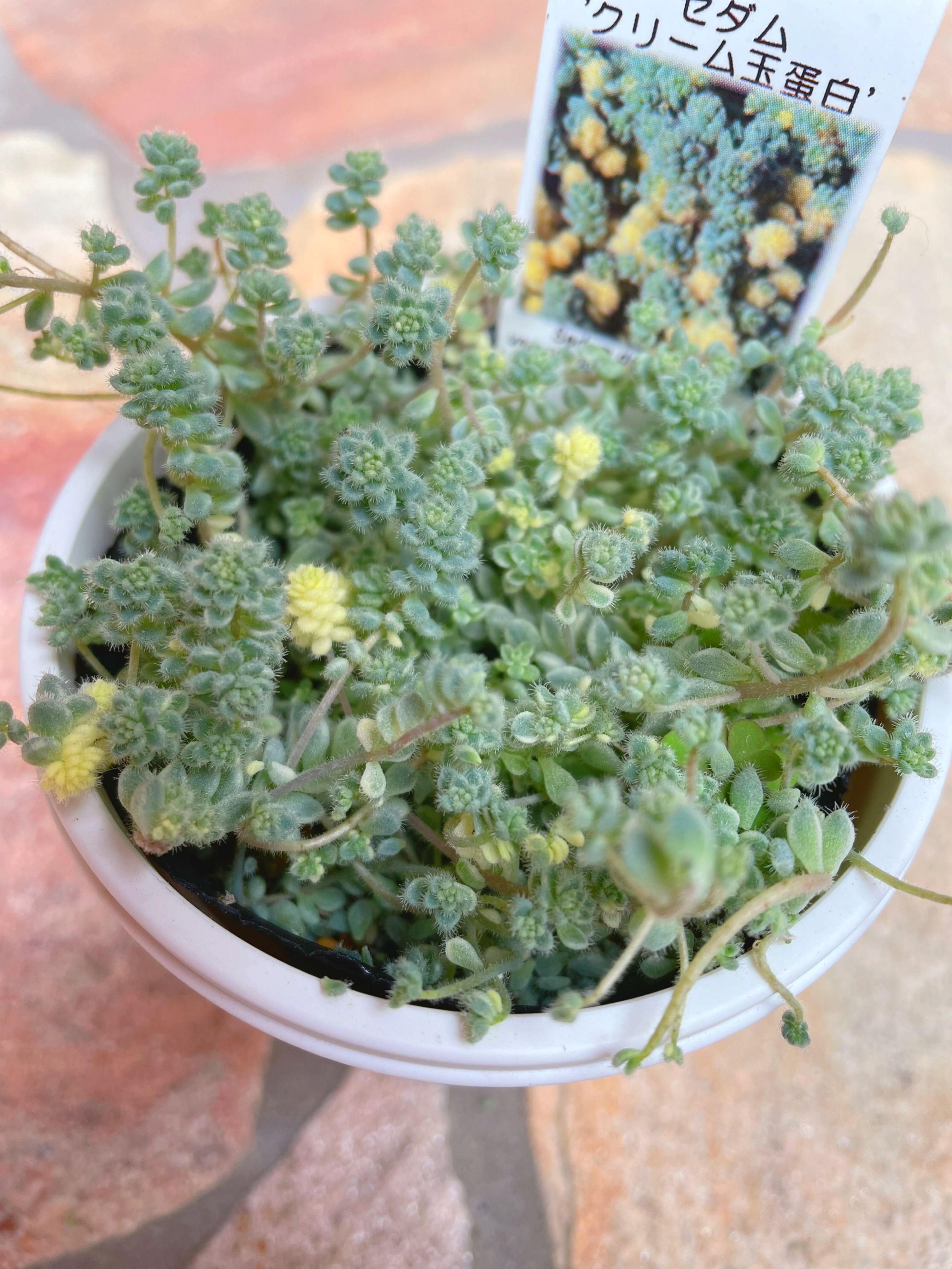 めちゃ可愛いクリーム玉蛋白(*´꒳`*)♡ | CAINZ DIY Square