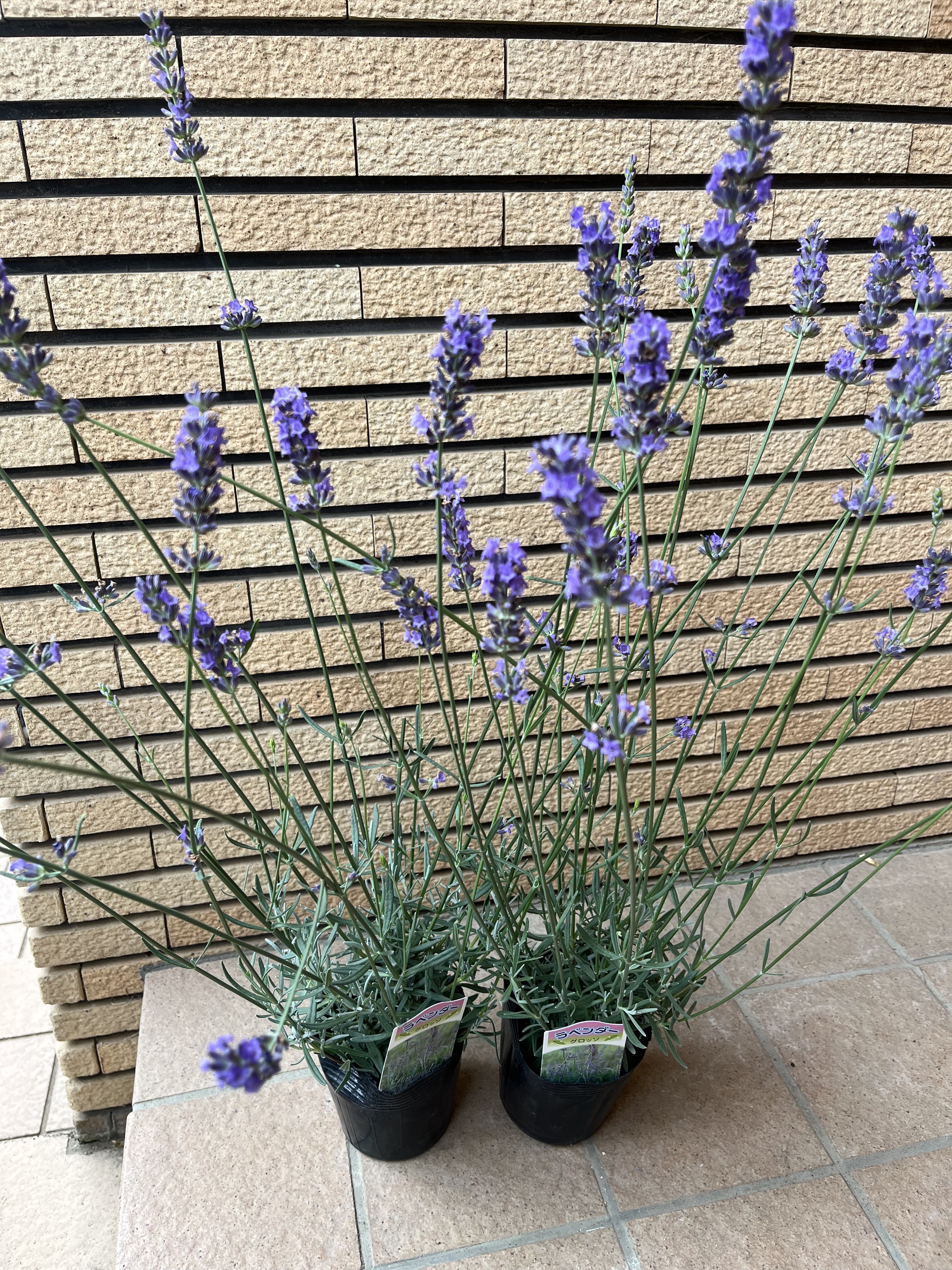 ラベンダーをまた買ってきました | CAINZ DIY Square