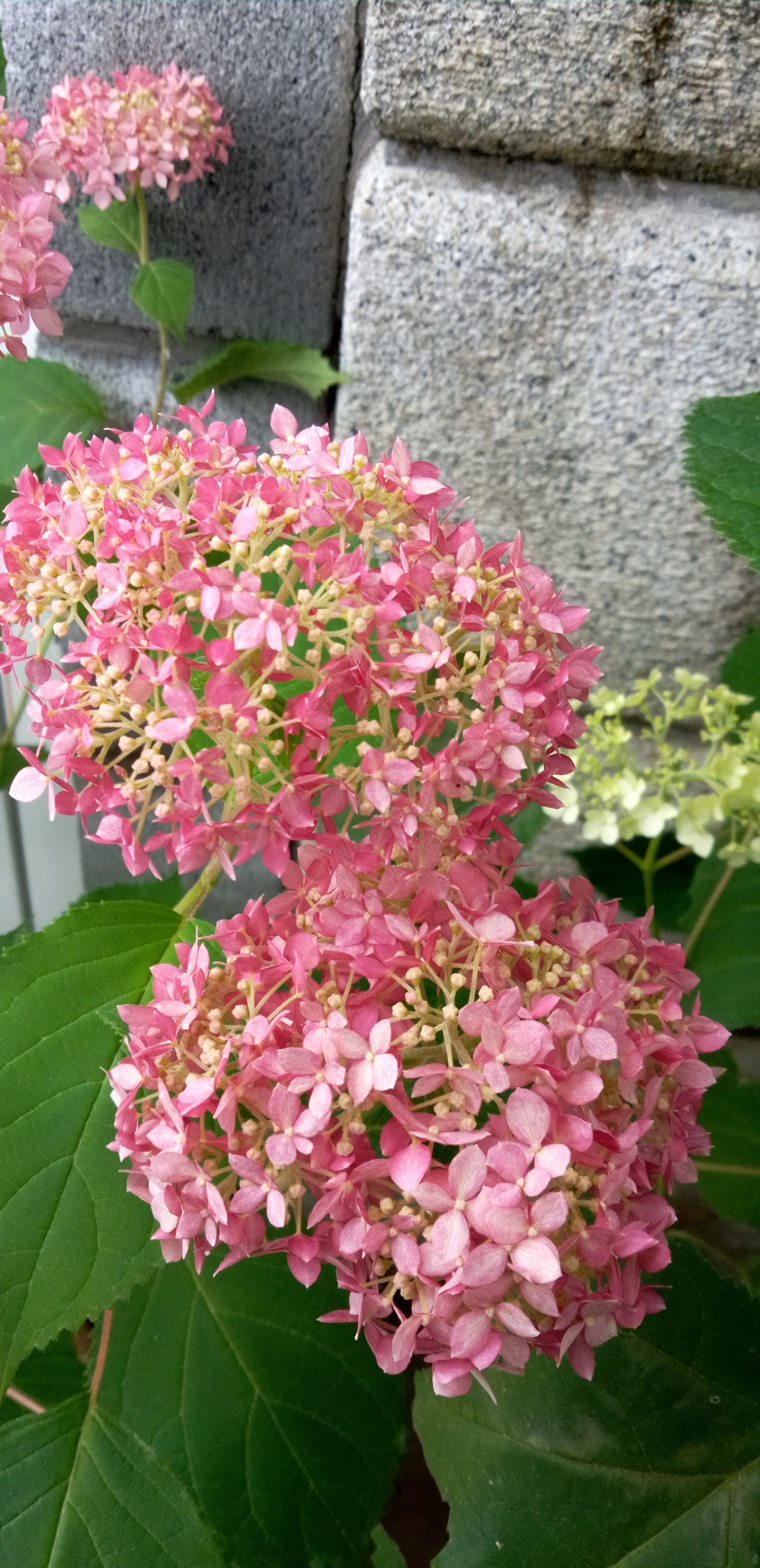 ピンクのアナベルが咲きました。 | CAINZ DIY Square