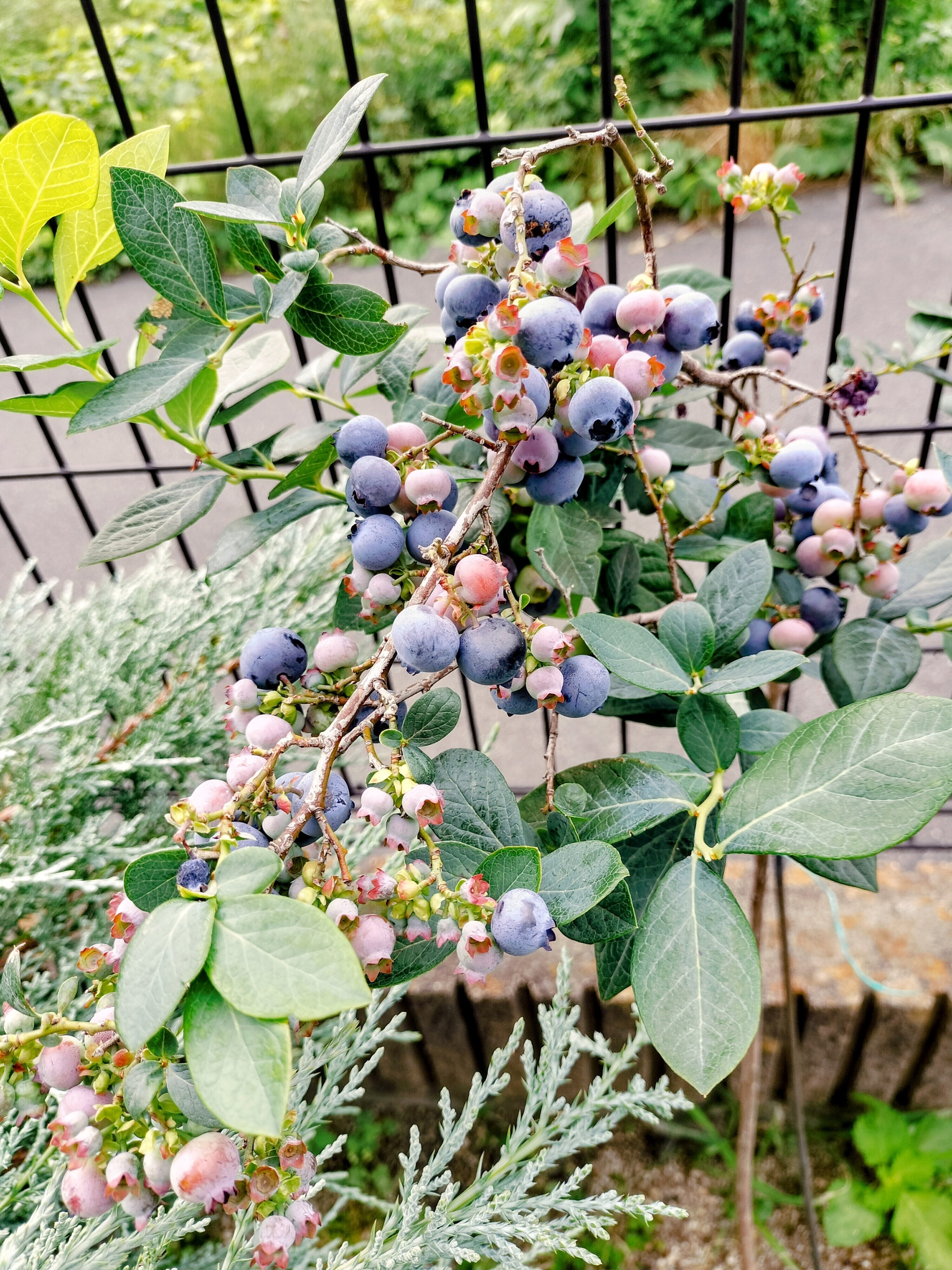 16年目にして初めて大量収穫ブルーベリー🫐 | CAINZ DIY Square