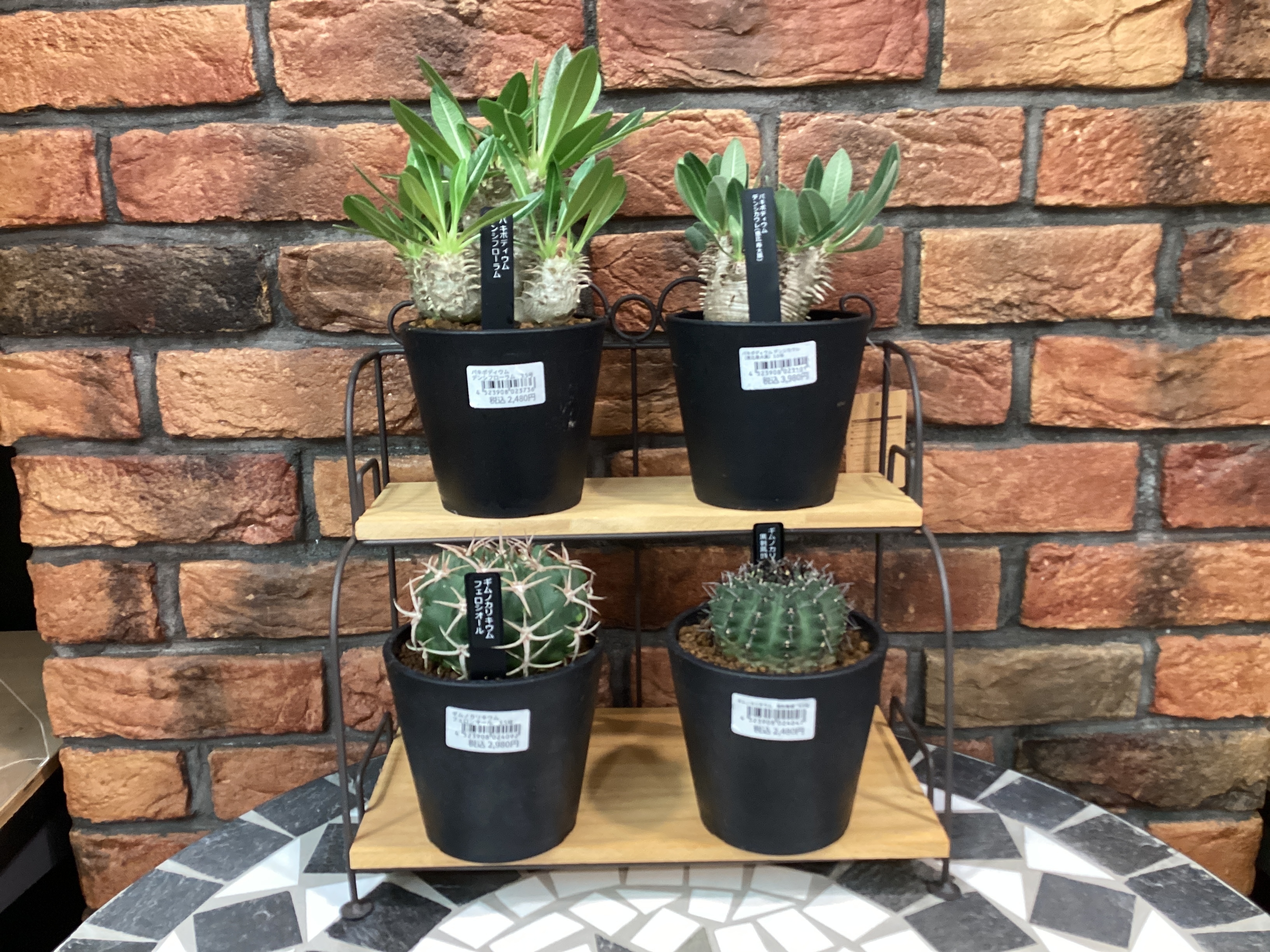 05/29入荷】福岡新宮店に多肉・塊根植物 | CAINZ DIY Square