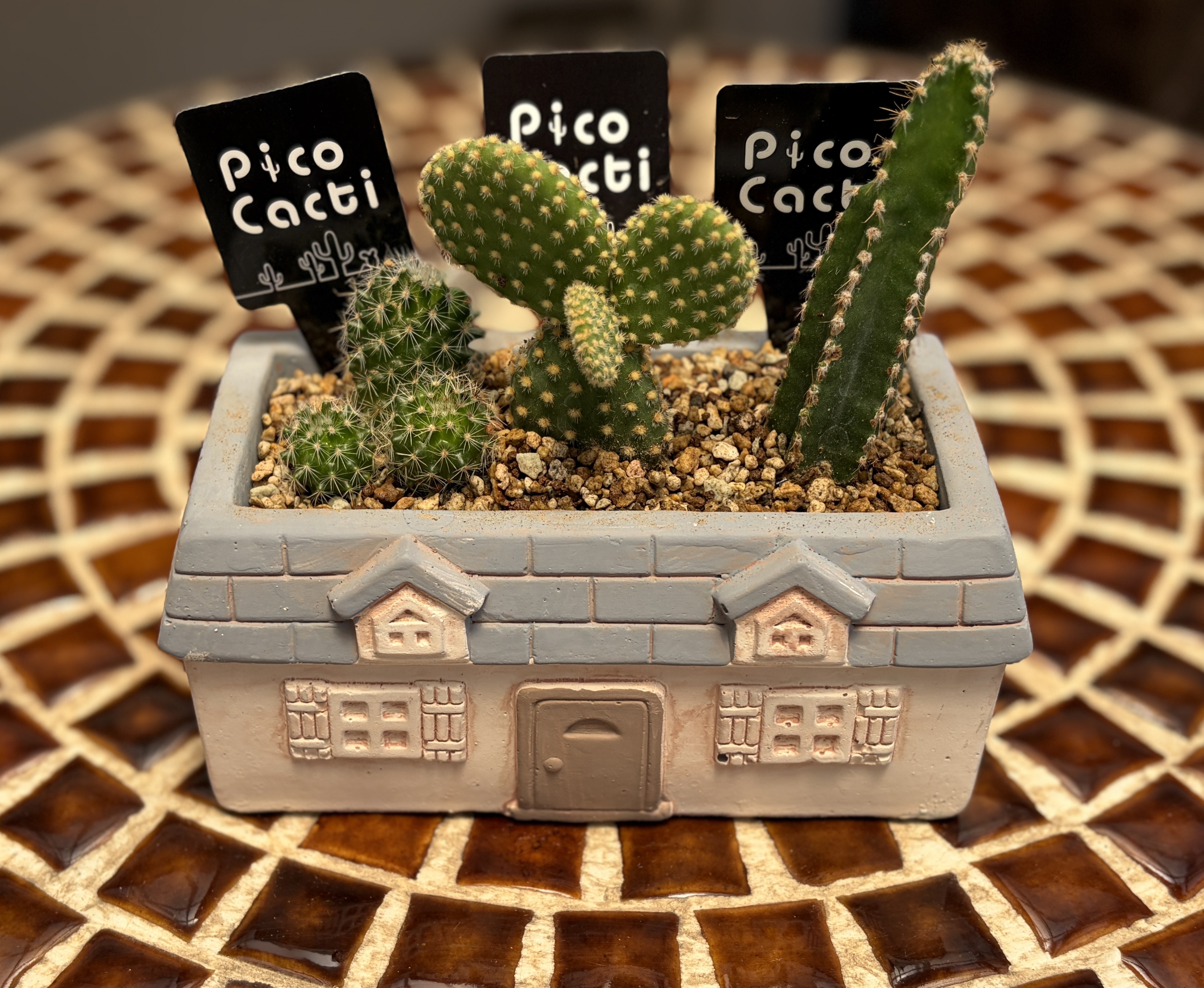 サボテン🌵のWSやってきました😊 | CAINZ DIY Square