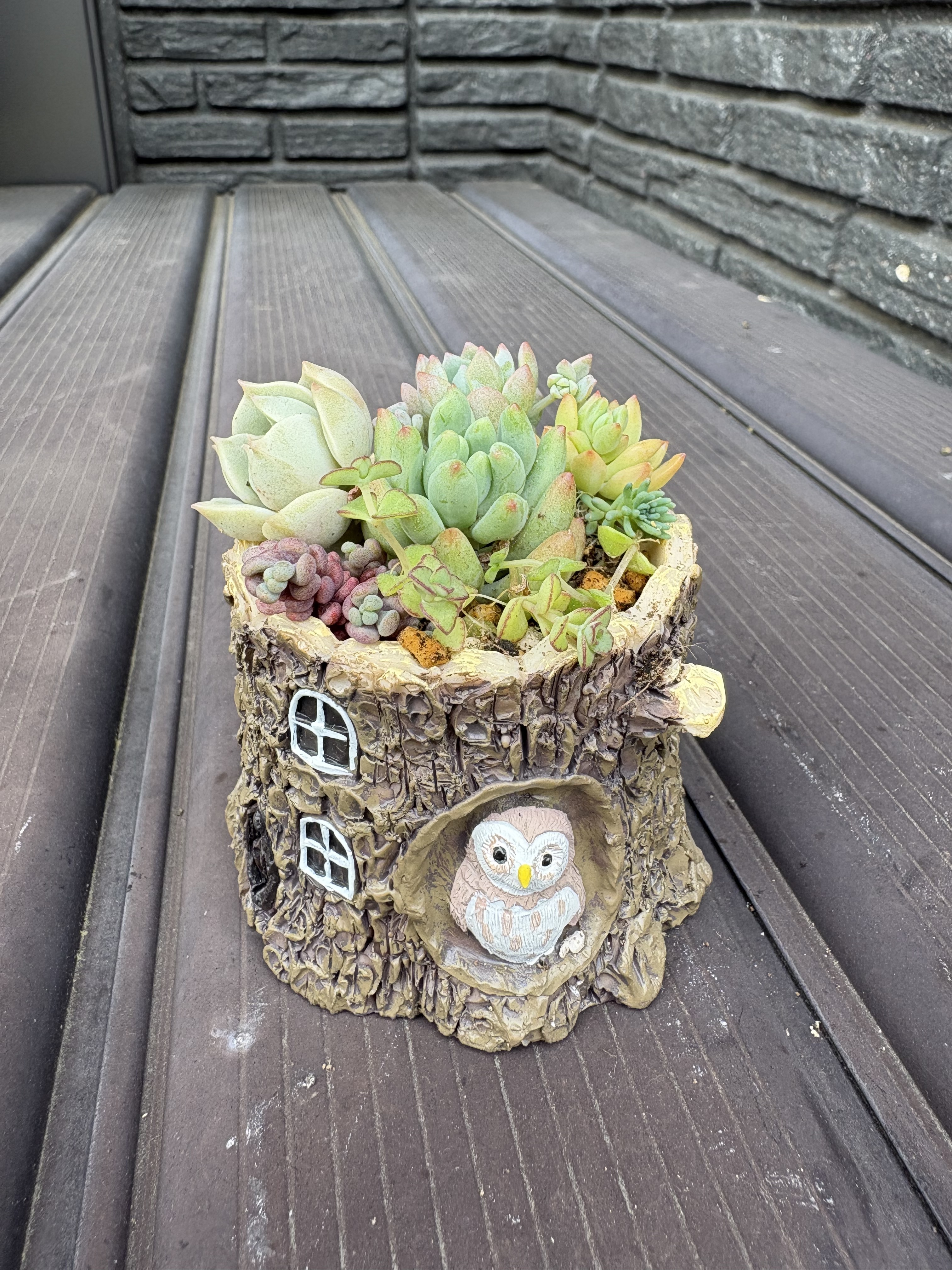 多肉植物の寄せ植え🪴 | CAINZ DIY Square