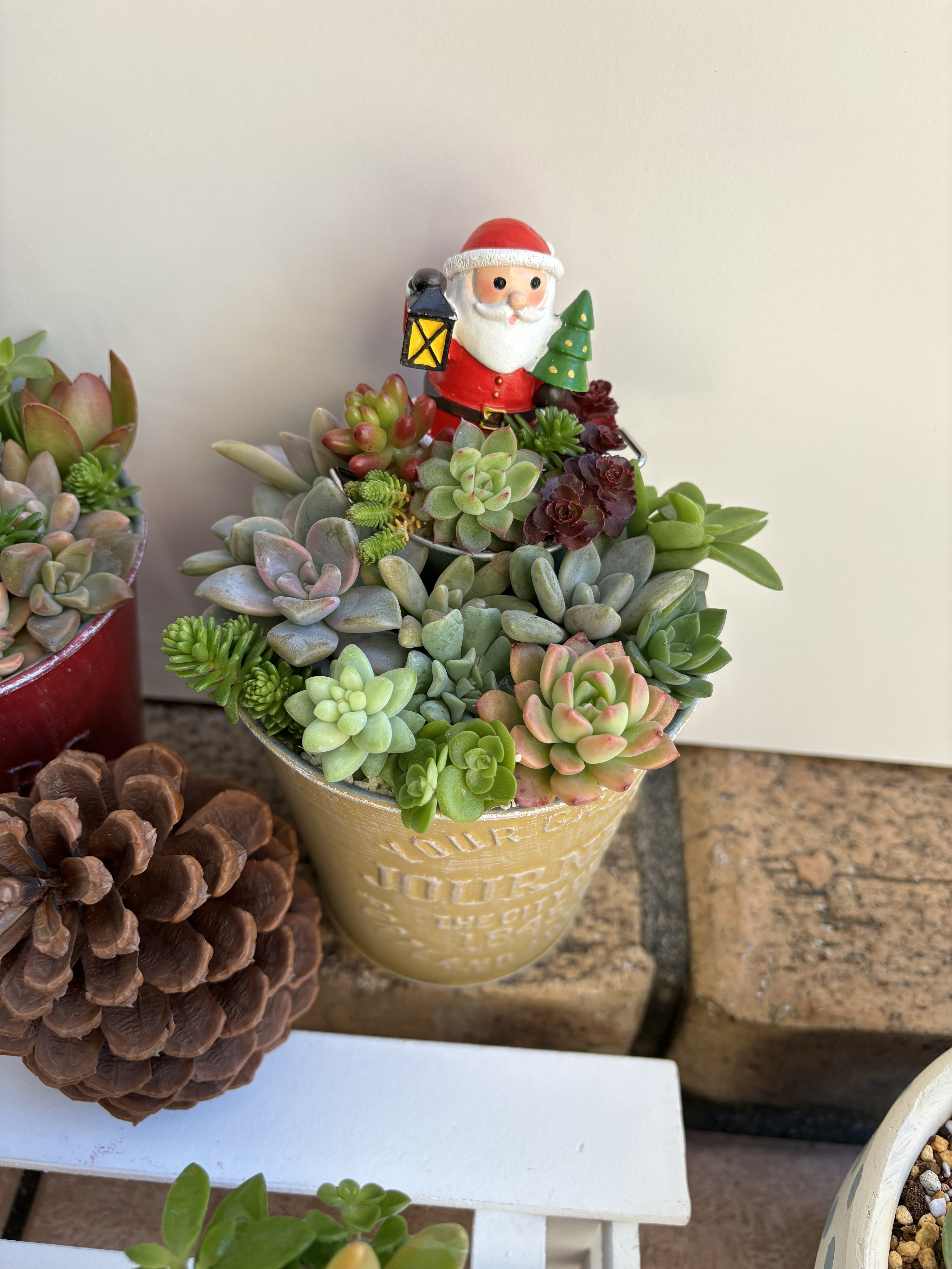多肉ちゃんでクリスマス🎄寄せ | CAINZ DIY Square