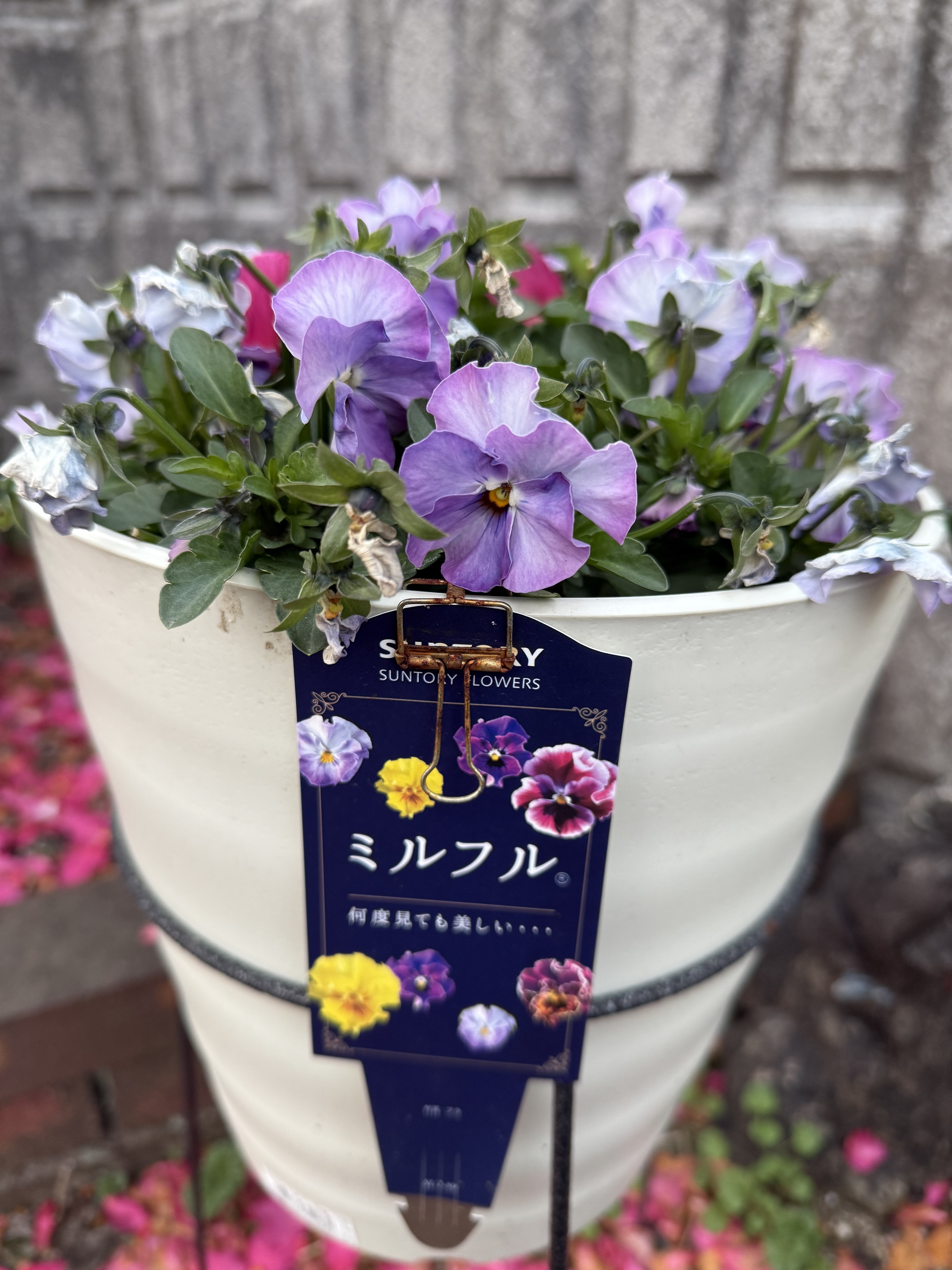 ミルフル（ミックスフリル） | SUNSUNガーデン