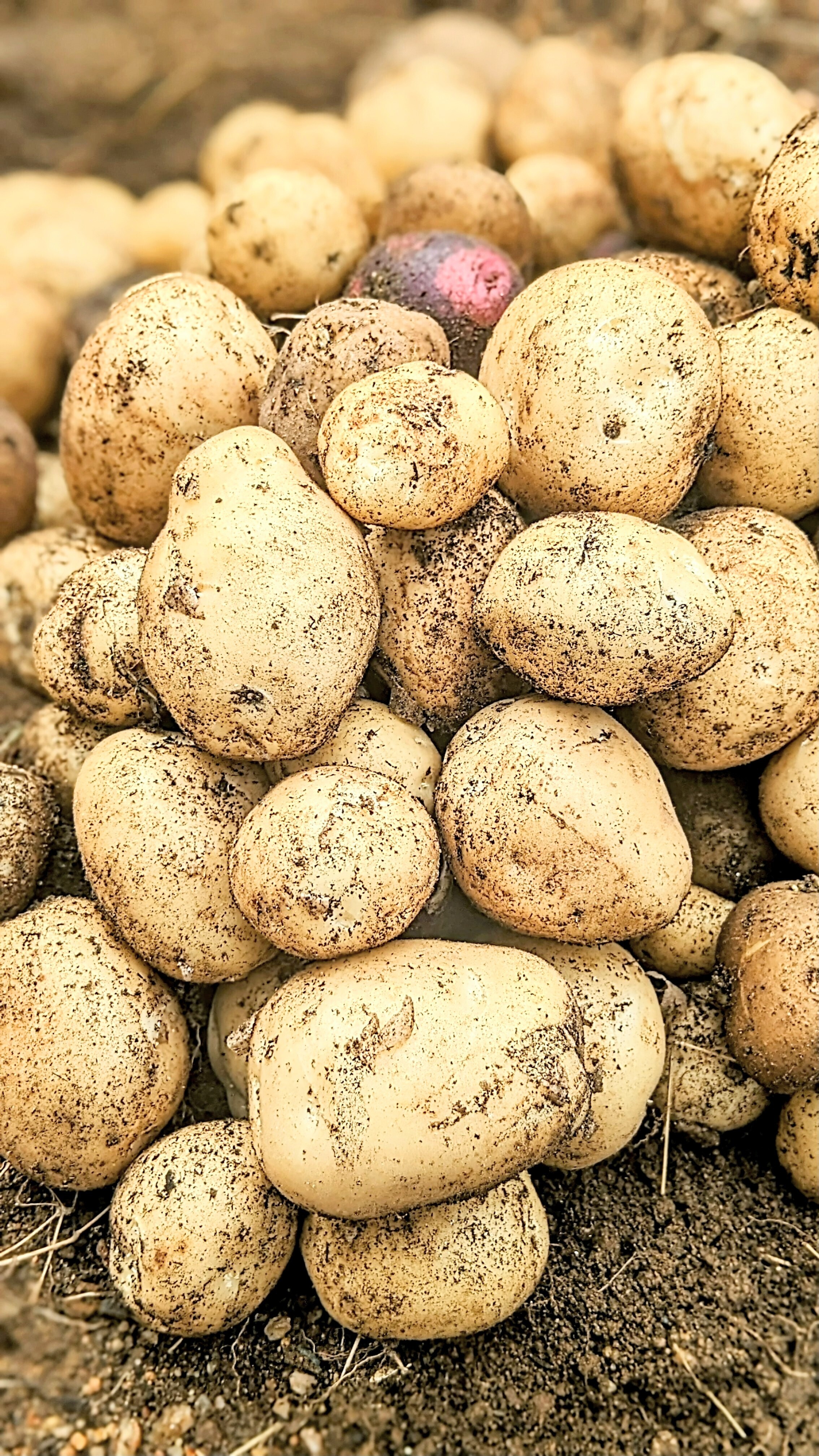 ジャガイモが作ったもの カプセルトイ自販機からジャガイモがころりん！？「かぷせる