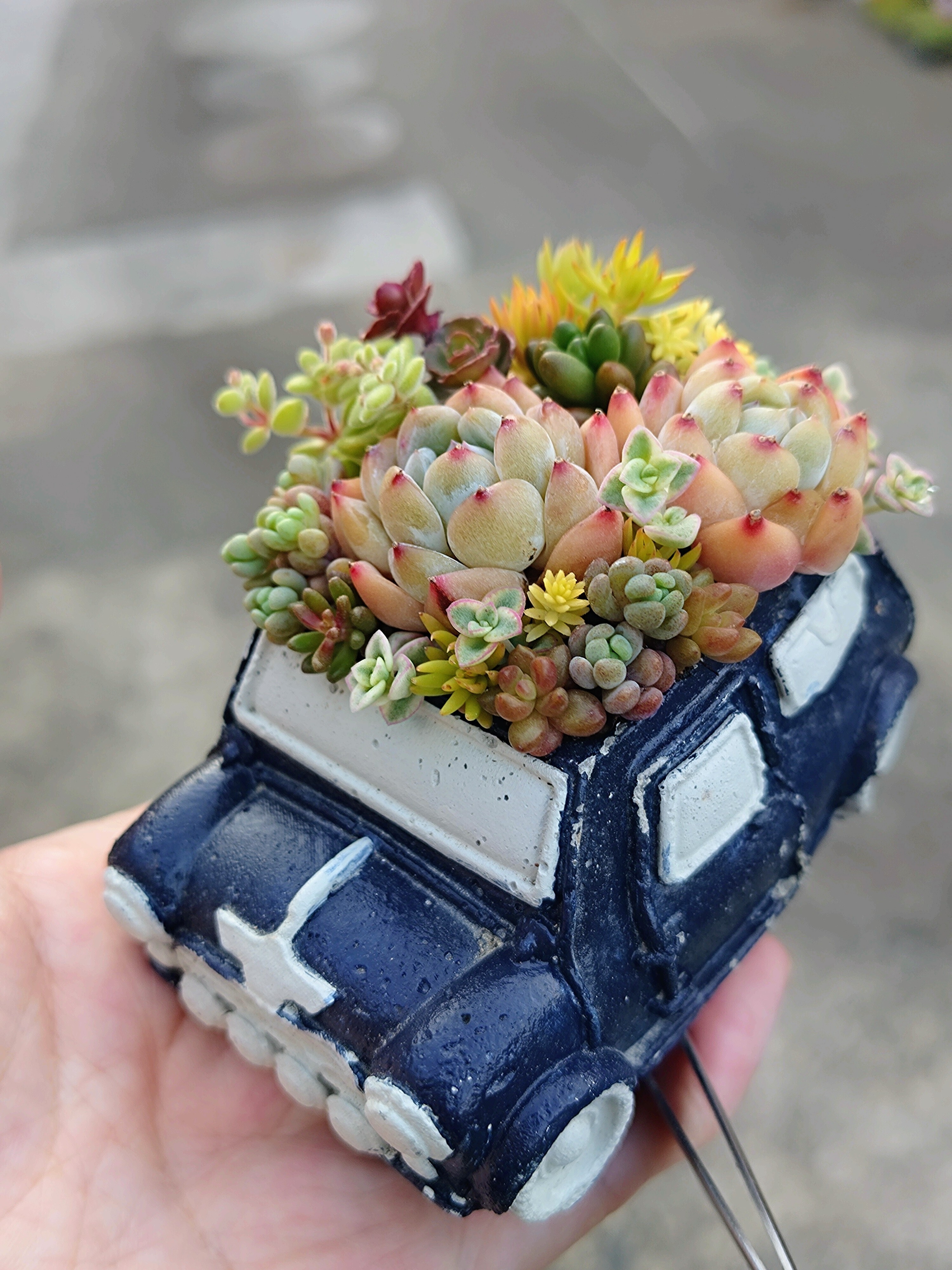 イベントで寄植え🚙 | CAINZ DIY Square
