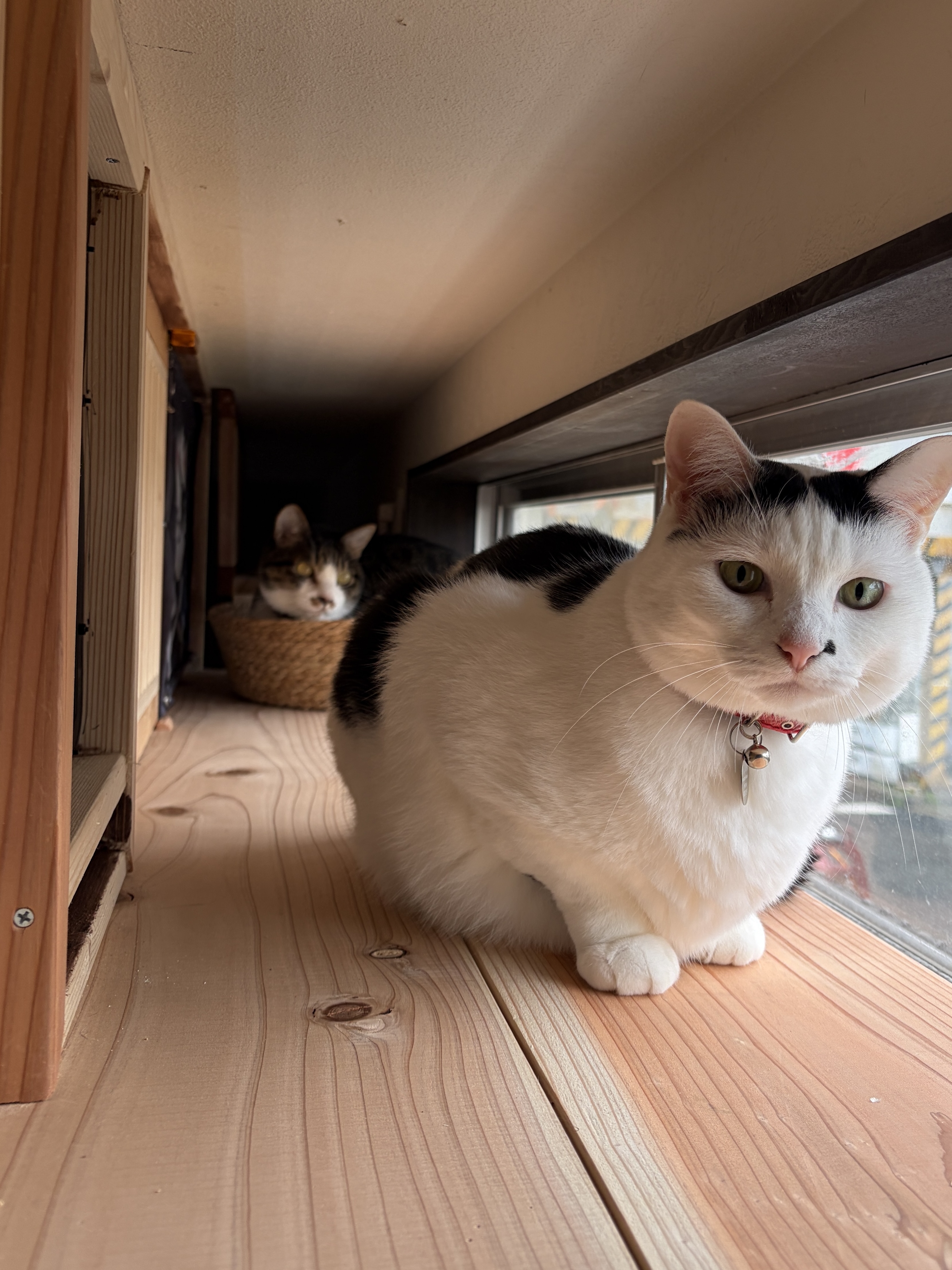 猫さまの天窓探訪　寝床を置いてみた