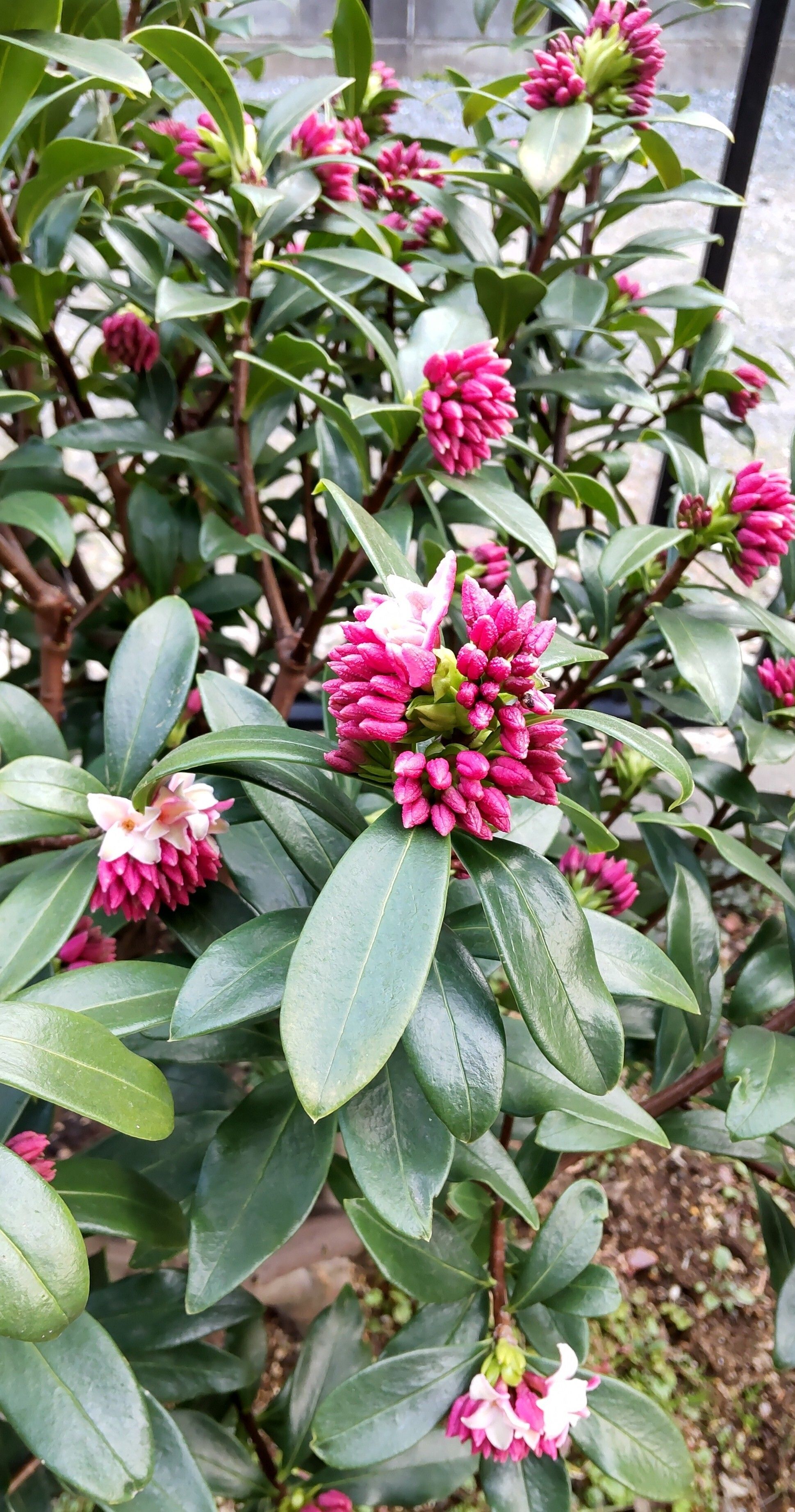 沈丁花 ほころび始めました💖 | CAINZ DIY Square