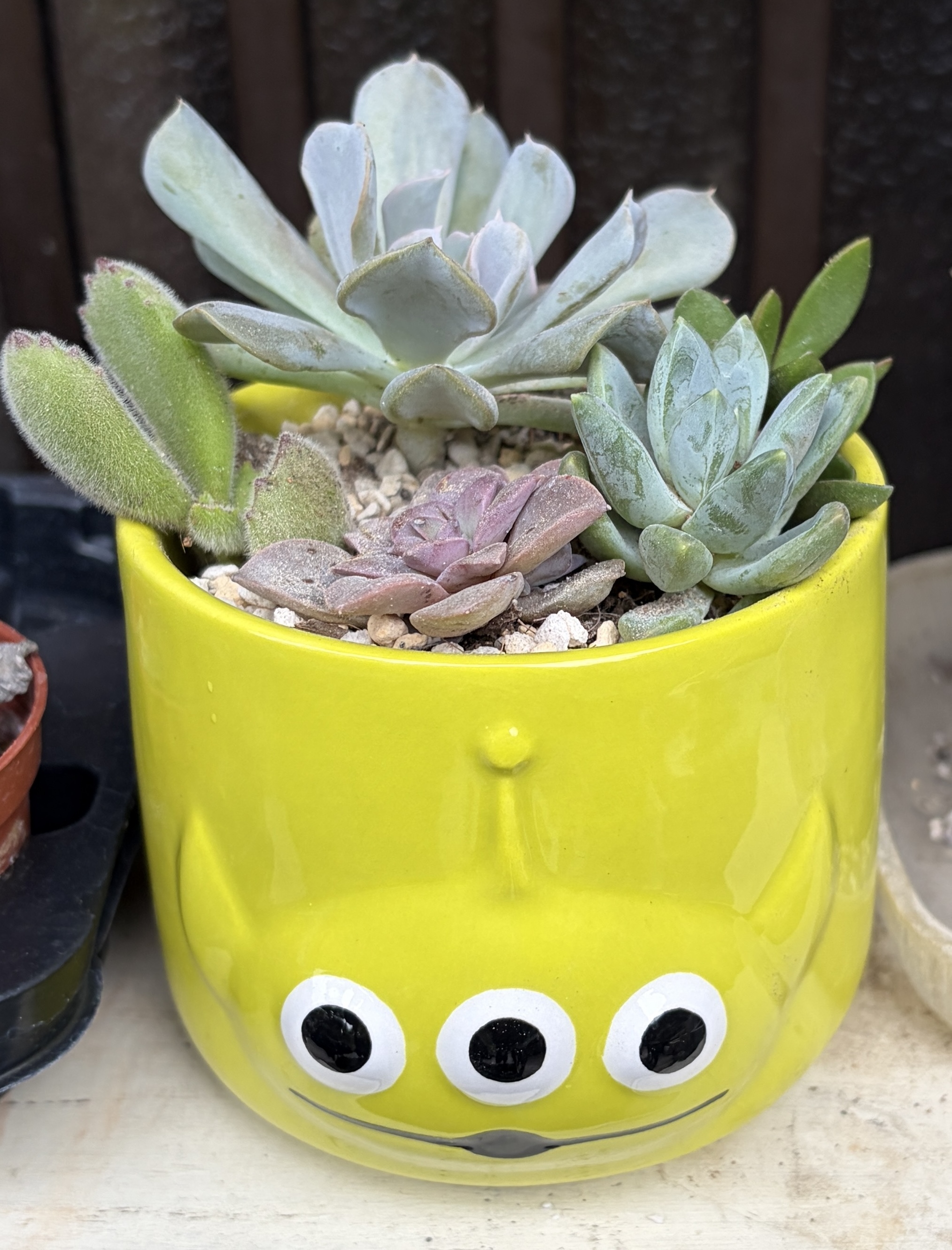 多肉苗寄せ植えバイキング | CAINZ DIY Square