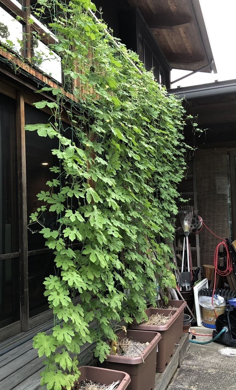 ゴーヤのグリーンカーテン | CAINZ DIY Square