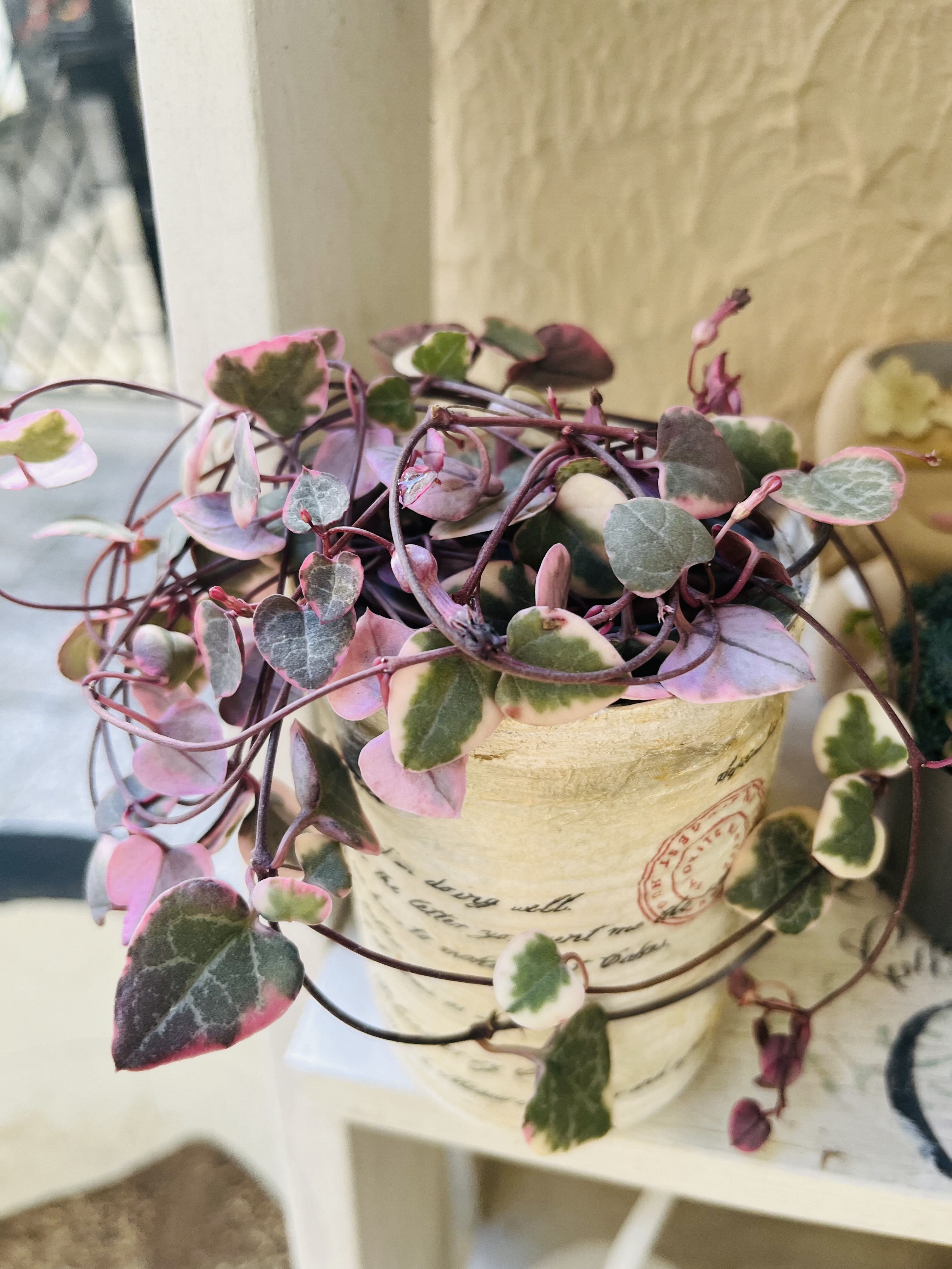 ハートカズラちゃん | CAINZ DIY Square