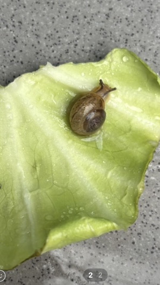 無農薬野菜育ち　カタツムリちゃん🐌