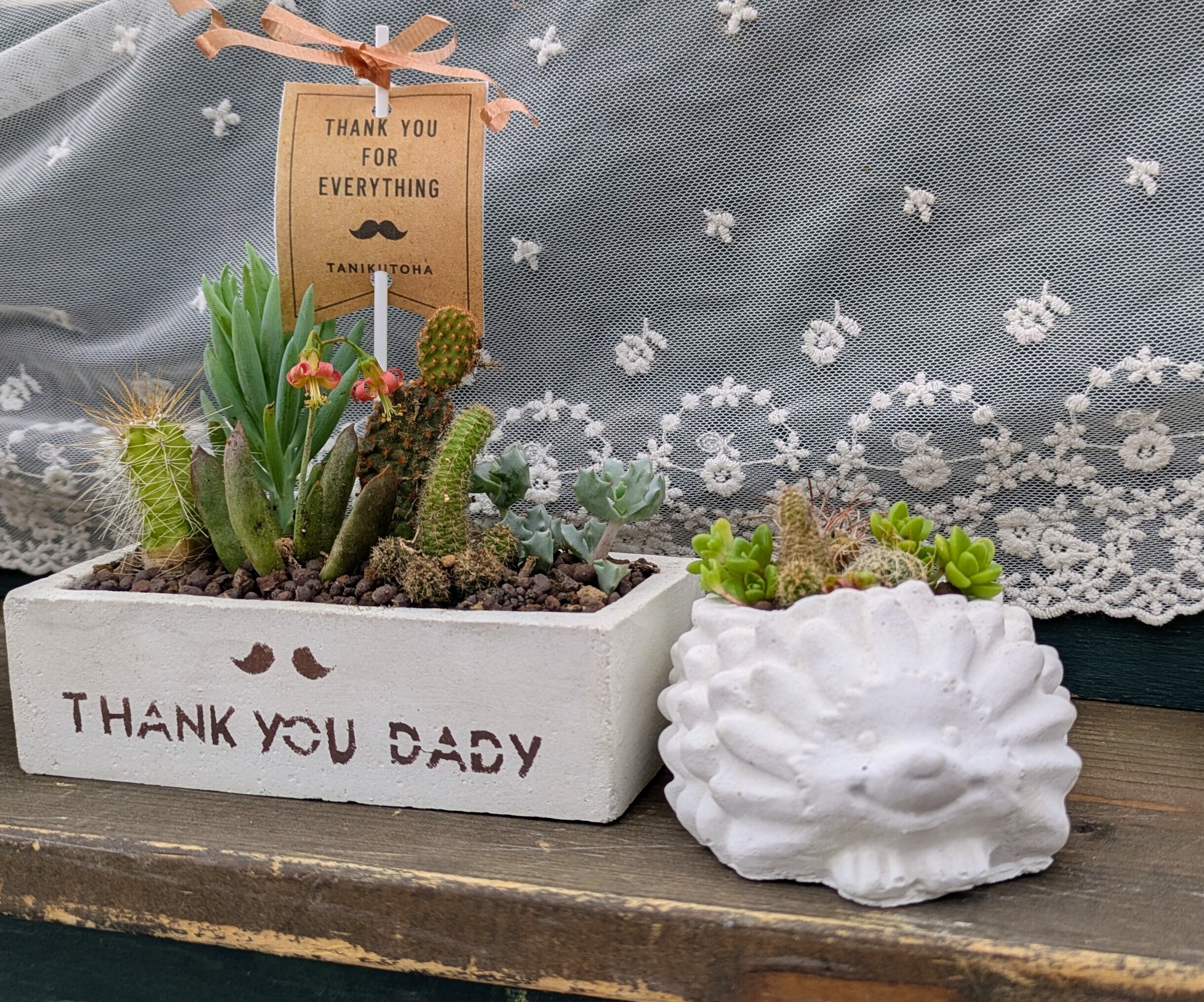 サボテンの寄せ植え🦔🌵 | CAINZ DIY Square