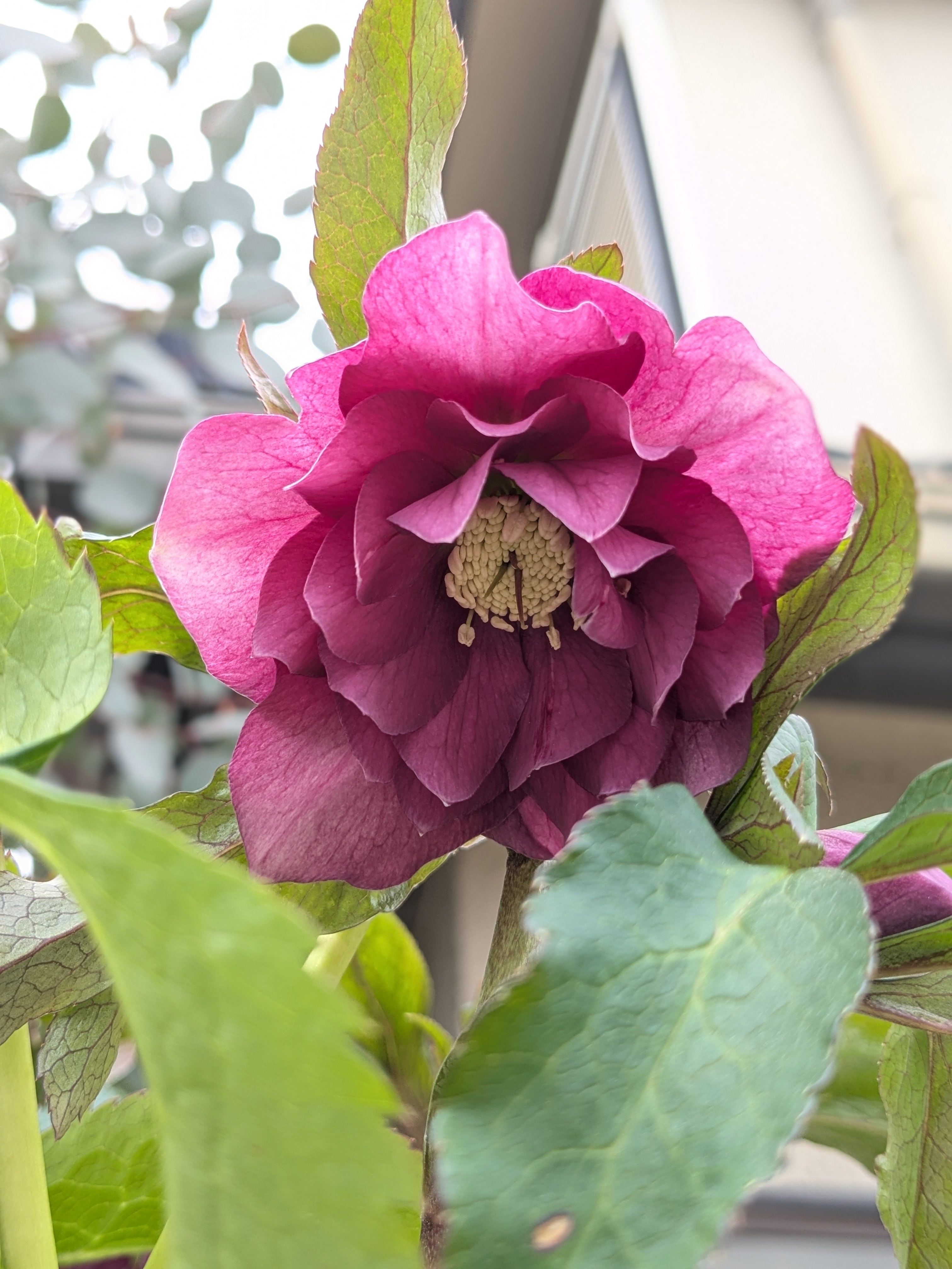 3番目に咲いたクリスマスローズ | CAINZ DIY Square