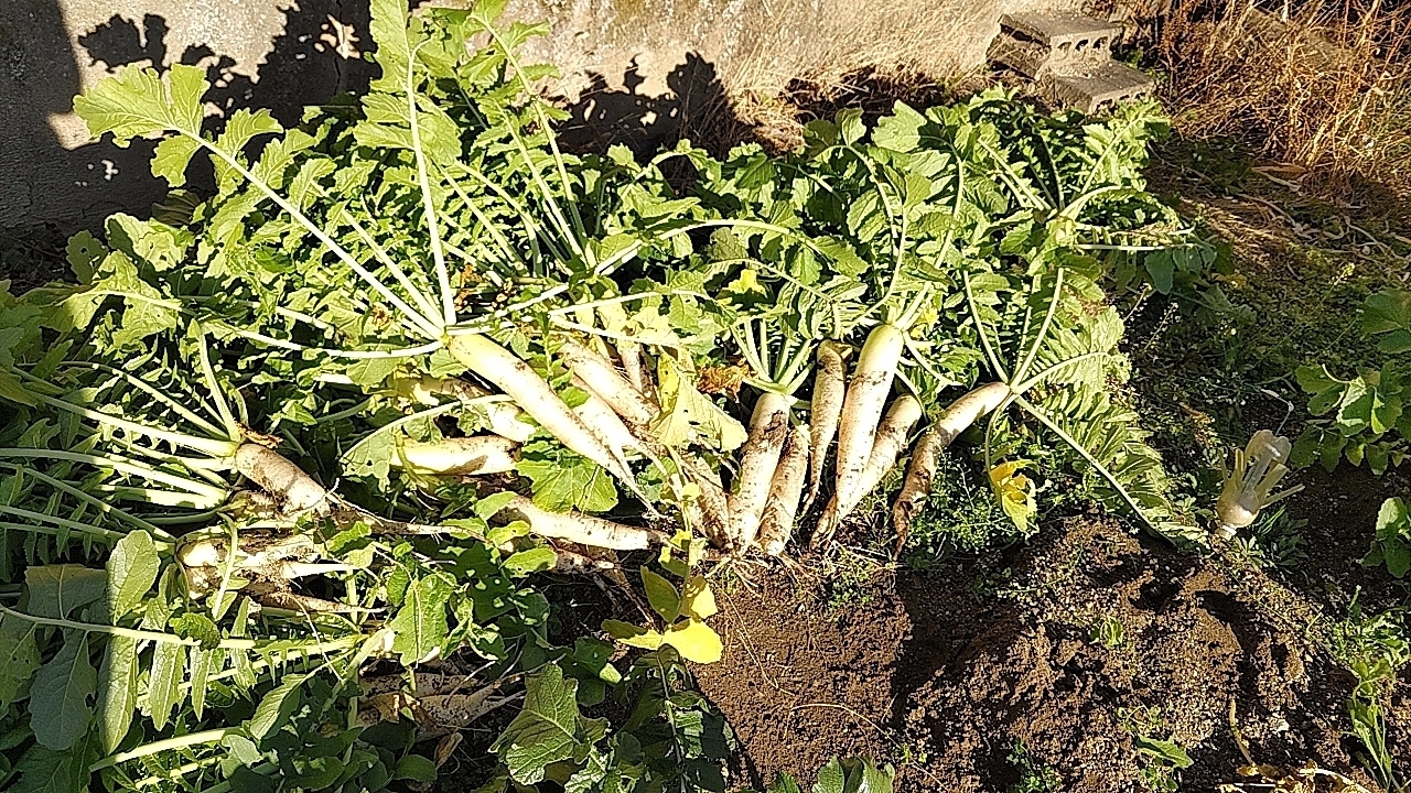 葉っぱが素晴らしい大根 | CAINZ DIY Square