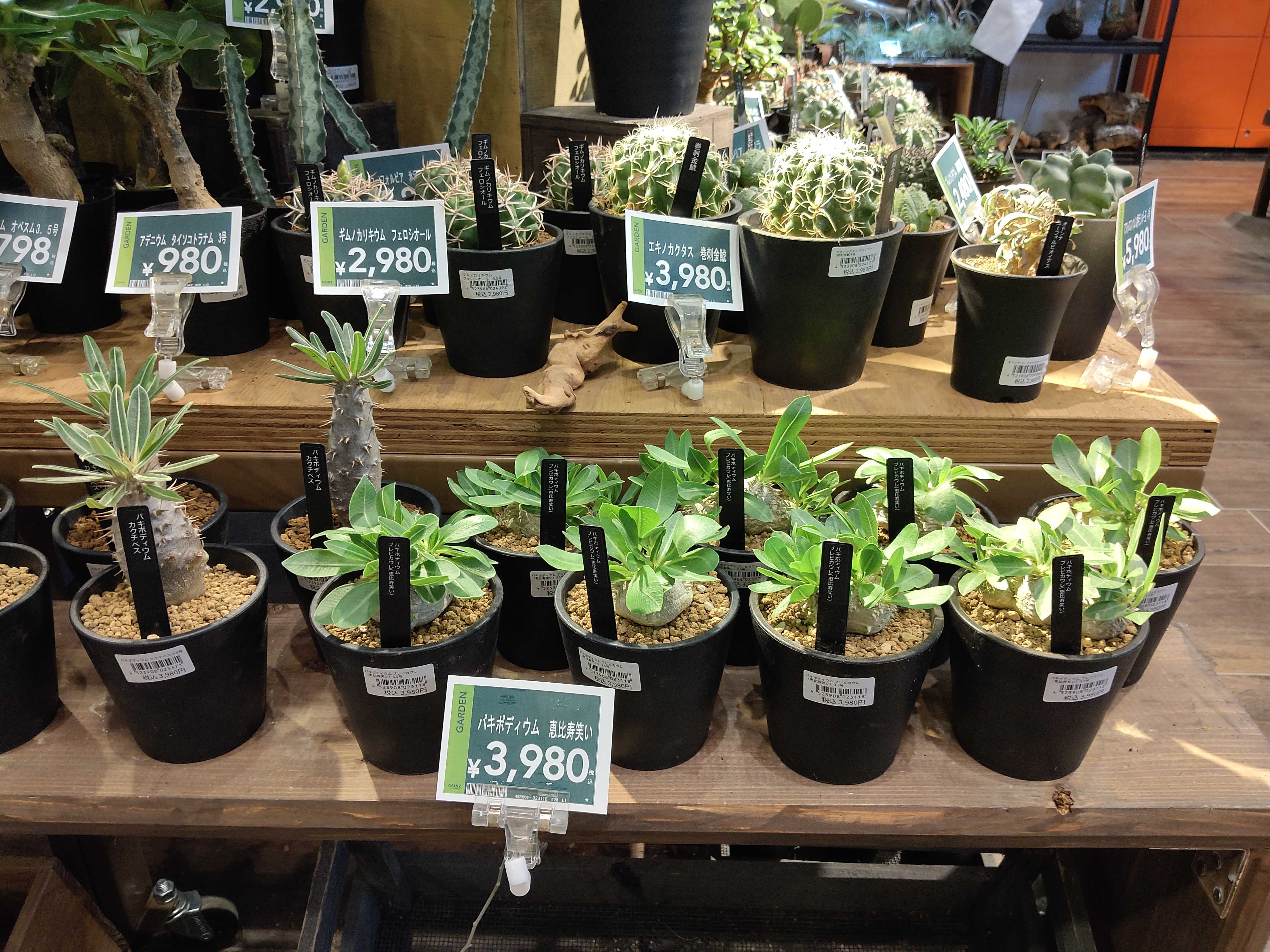 7/9入荷】塊根植物の個性派がたくさん入荷 | CAINZ DIY Square