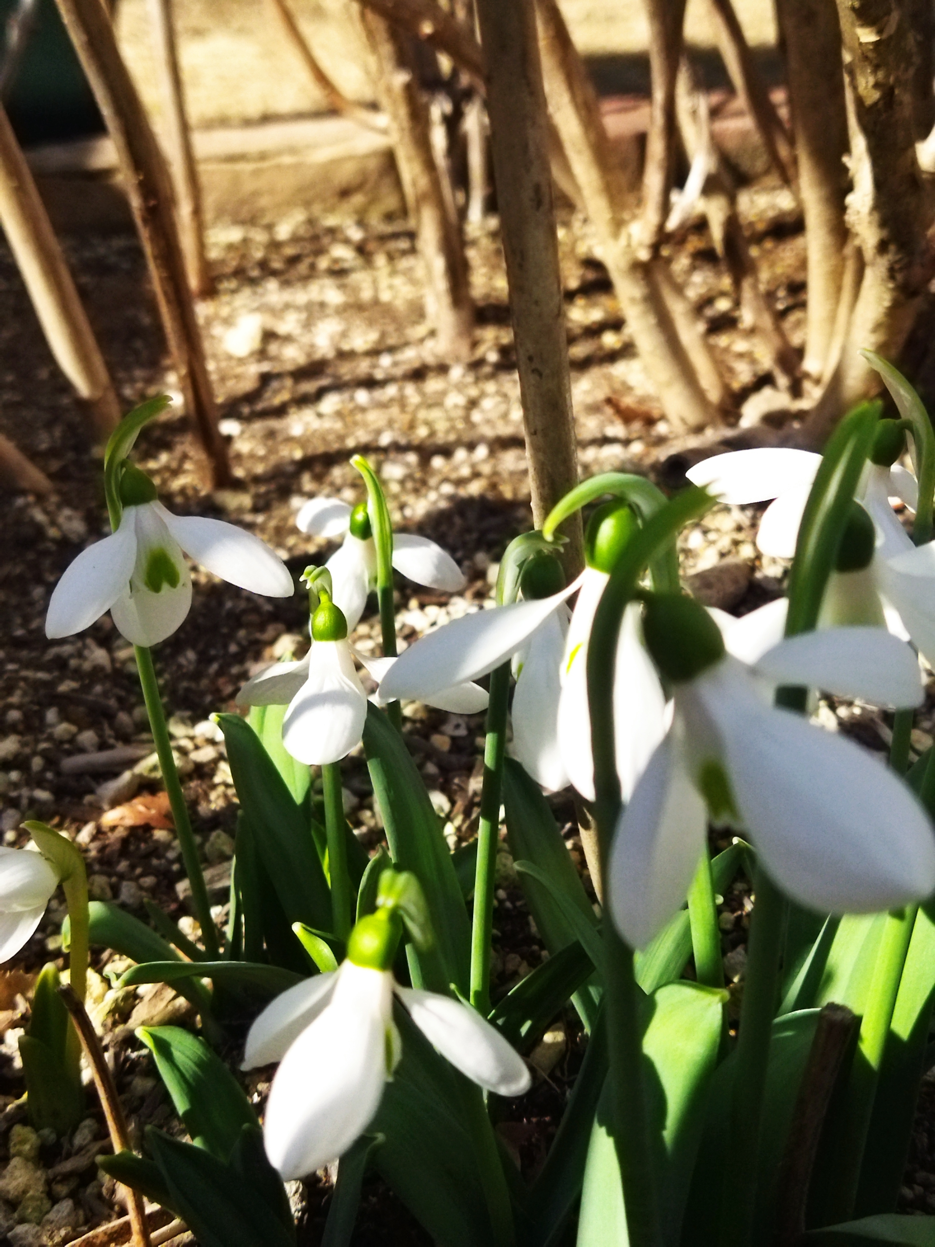 スノ−ドロップ | CAINZ DIY Square