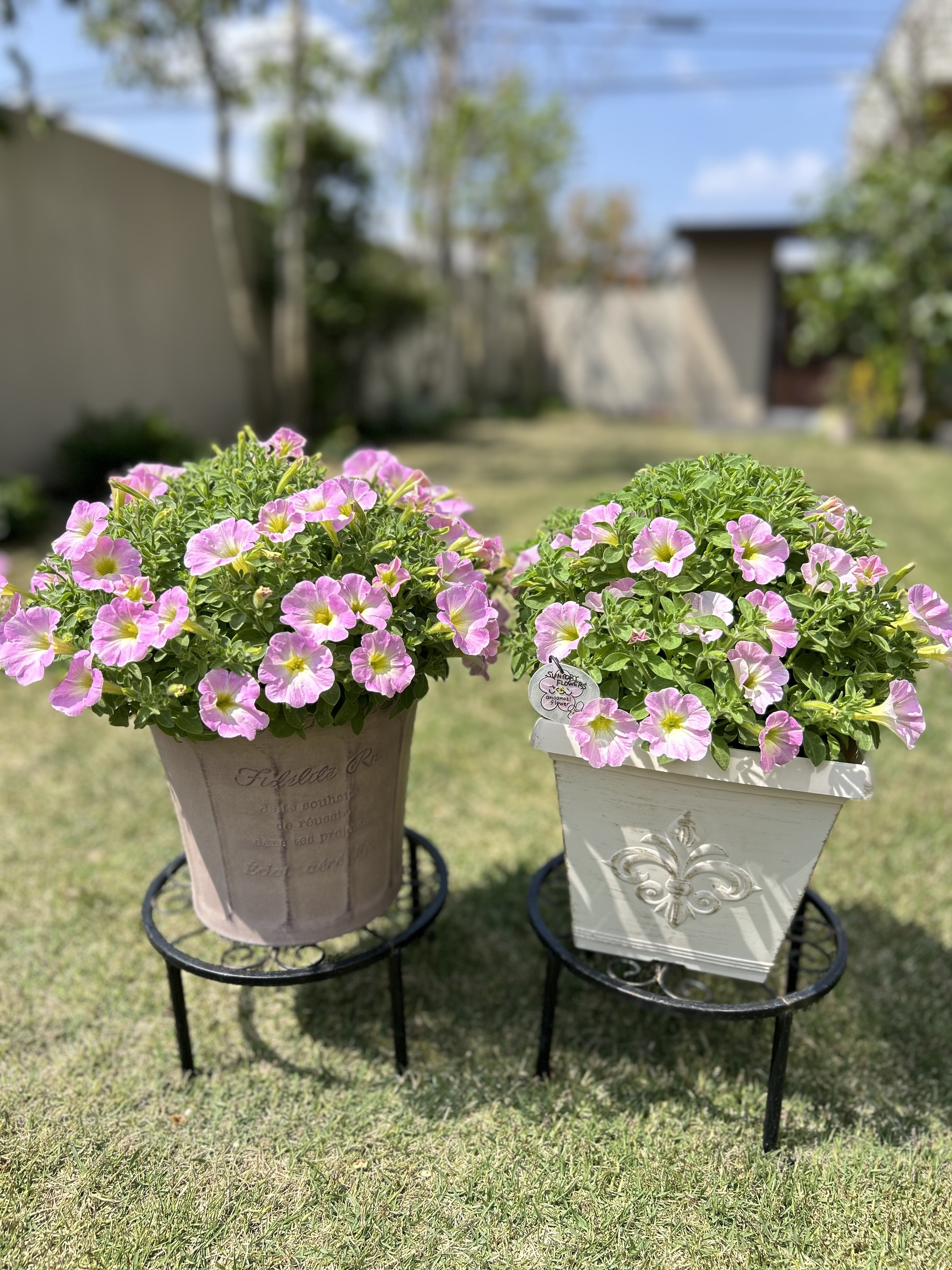 さくら水彩画 サンダーソニアとランタン　値段は※900円です 🌸サフィニアアートさくらこ🌸 | SUNSUNガーデン
