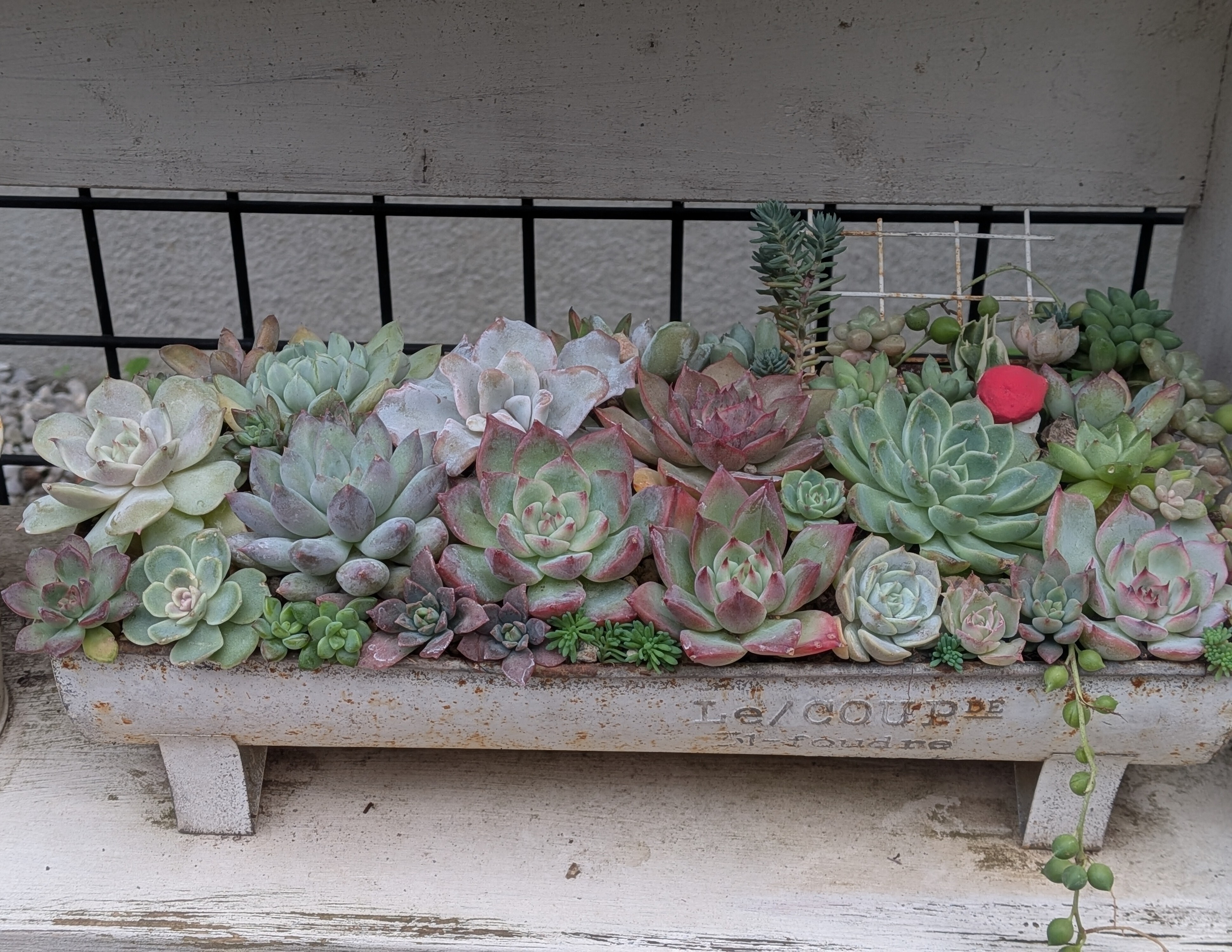 寄せ植え | CAINZ DIY Square