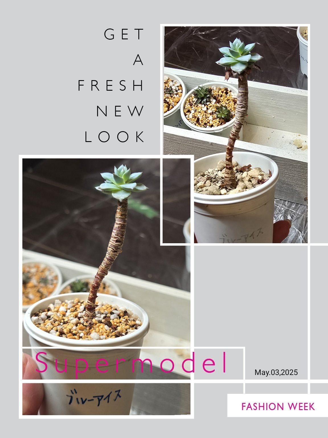 多肉植物の仕立て直し㉕ブルーアイス | CAINZ DIY Square