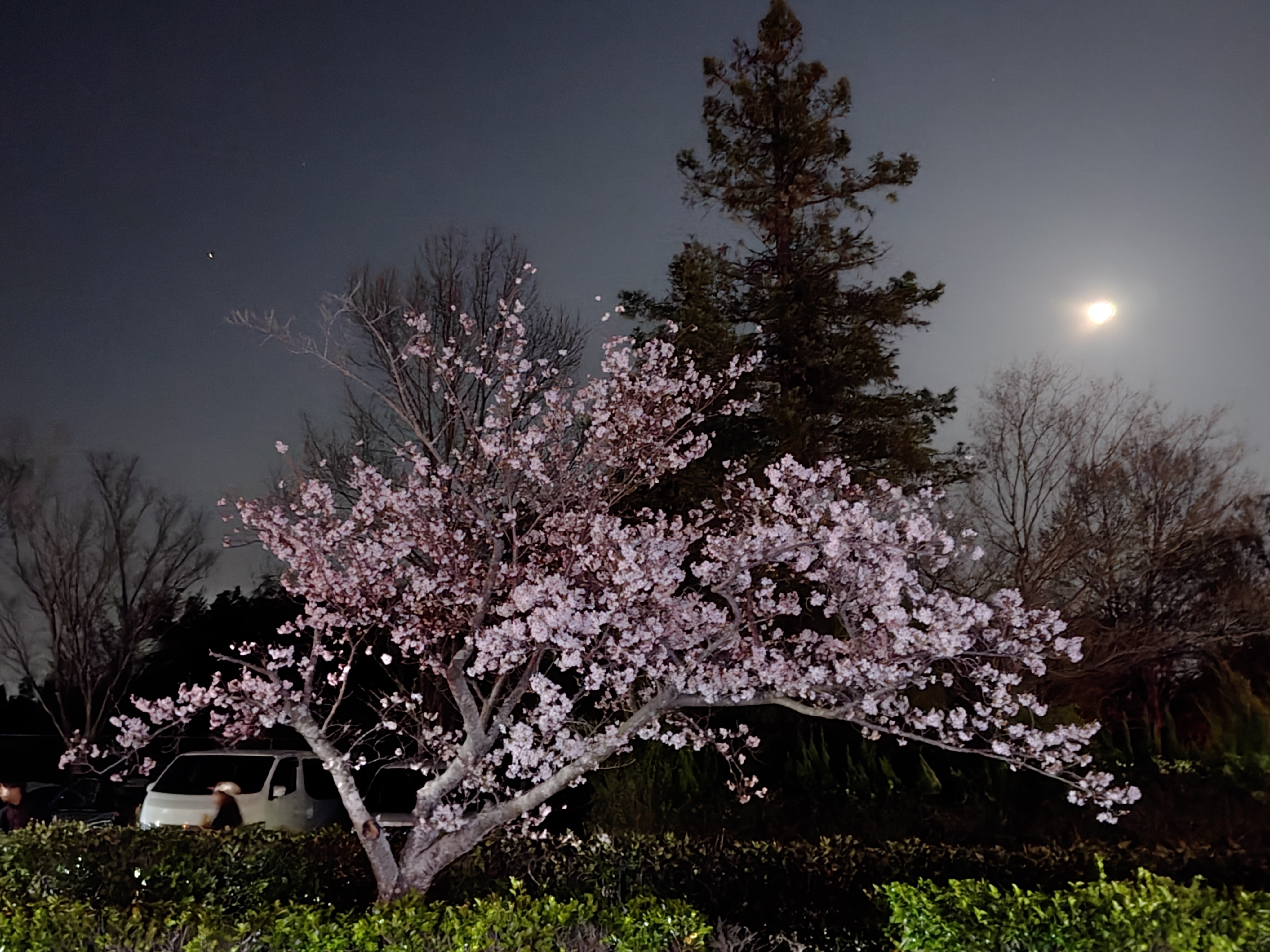 夜桜。🌸 | TORQUE STYLE