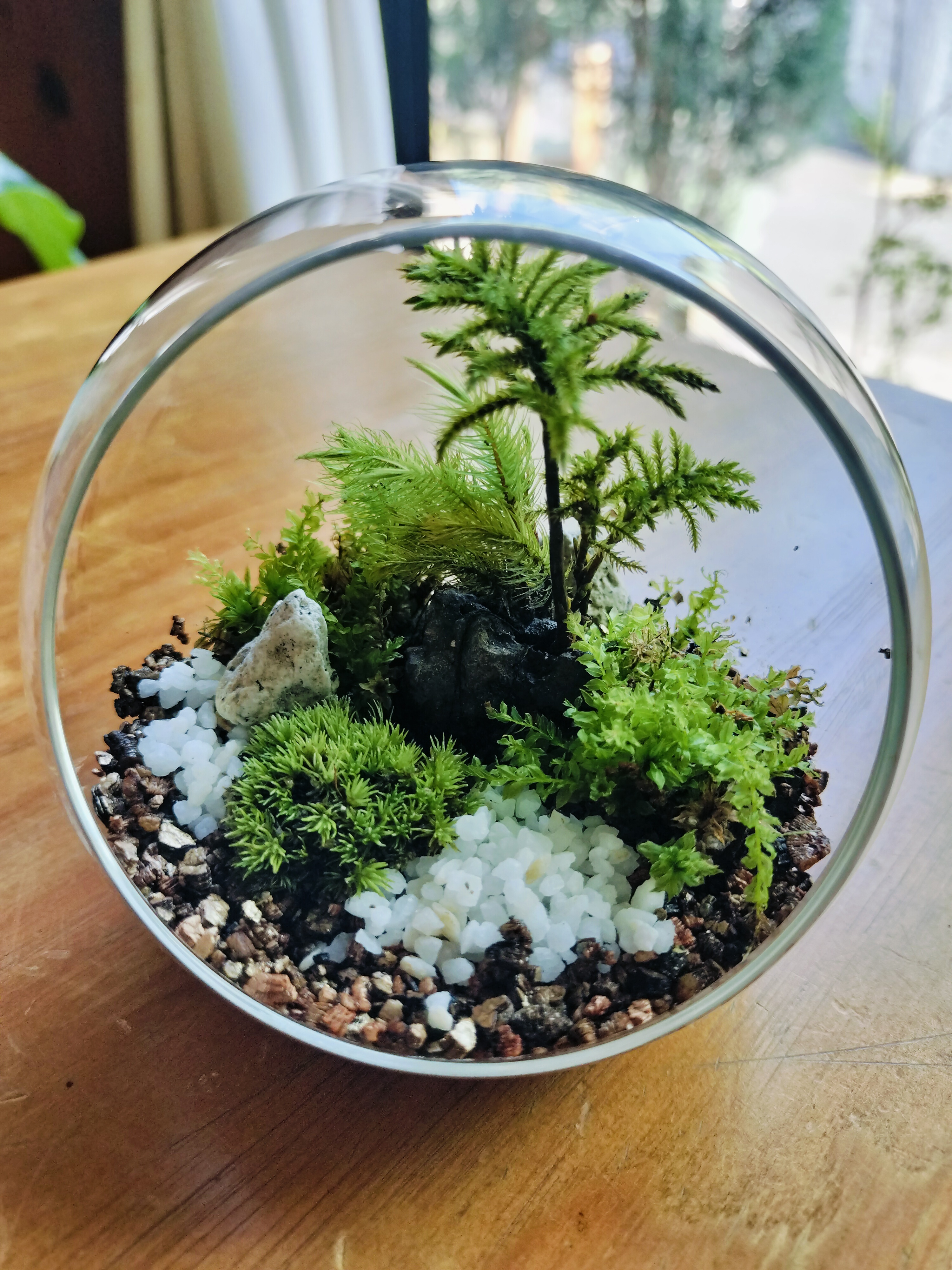 苔テラリウム | CAINZ DIY Square
