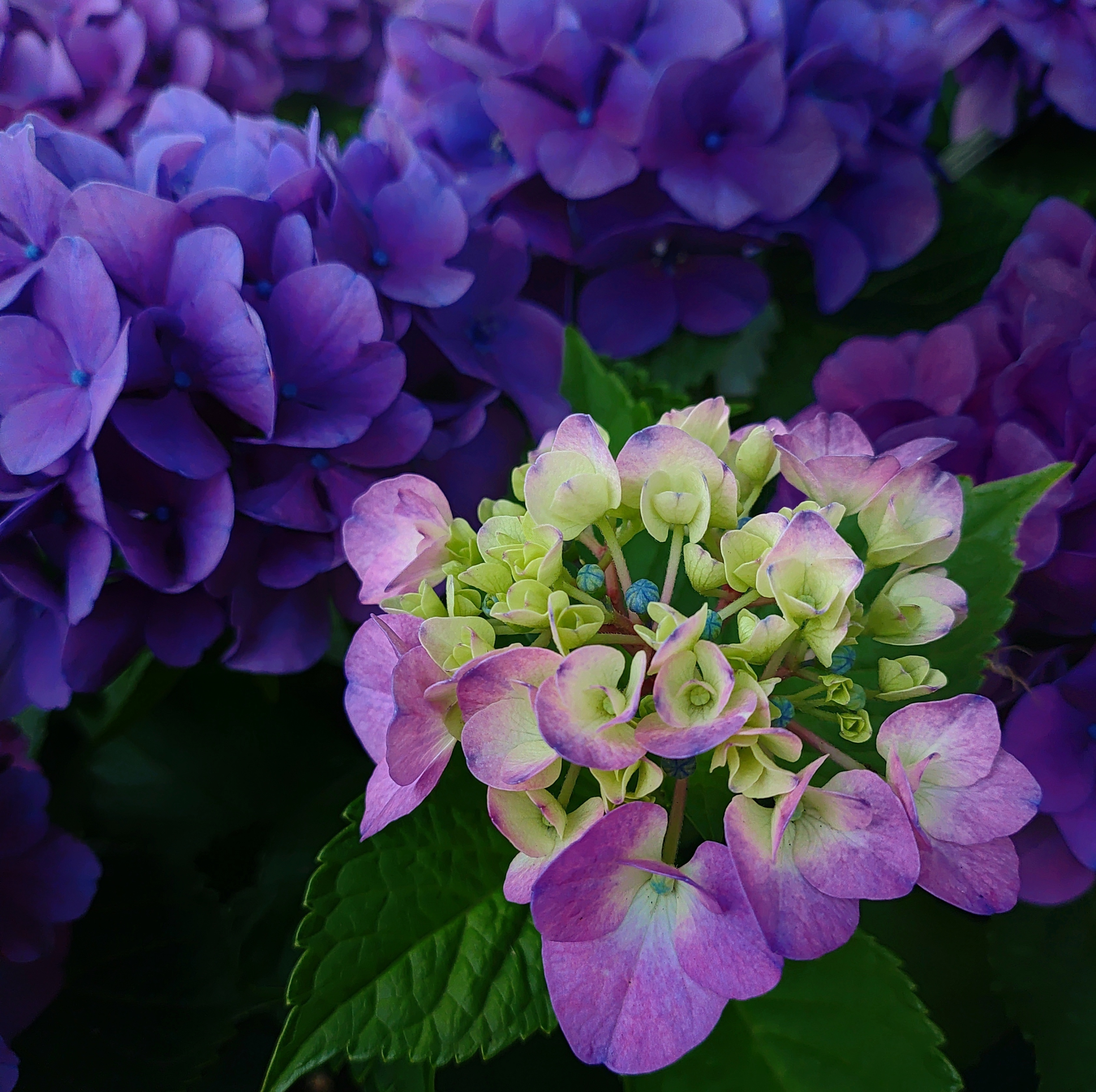 紫陽花 | TORQUE STYLE