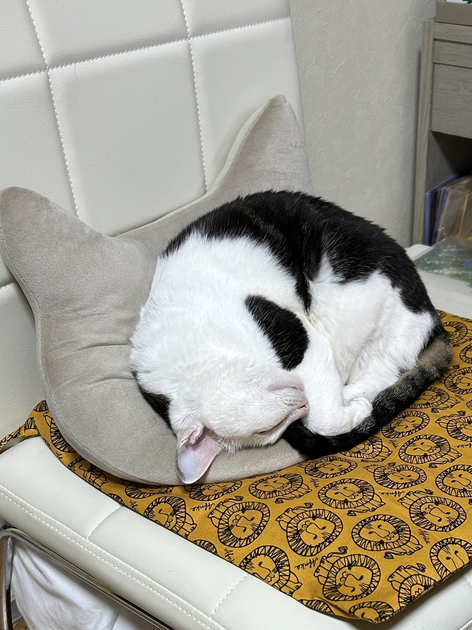 涼しくなってきたので？